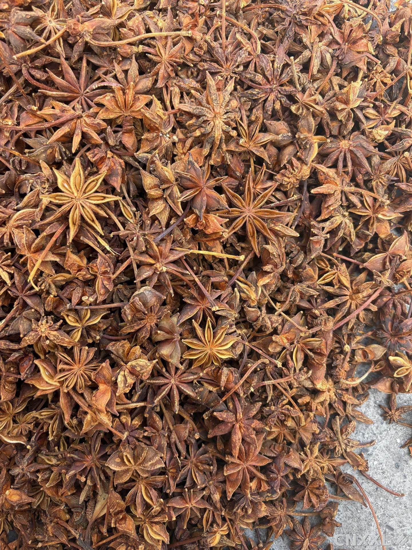 spice_26155_c761156d_3.jpg