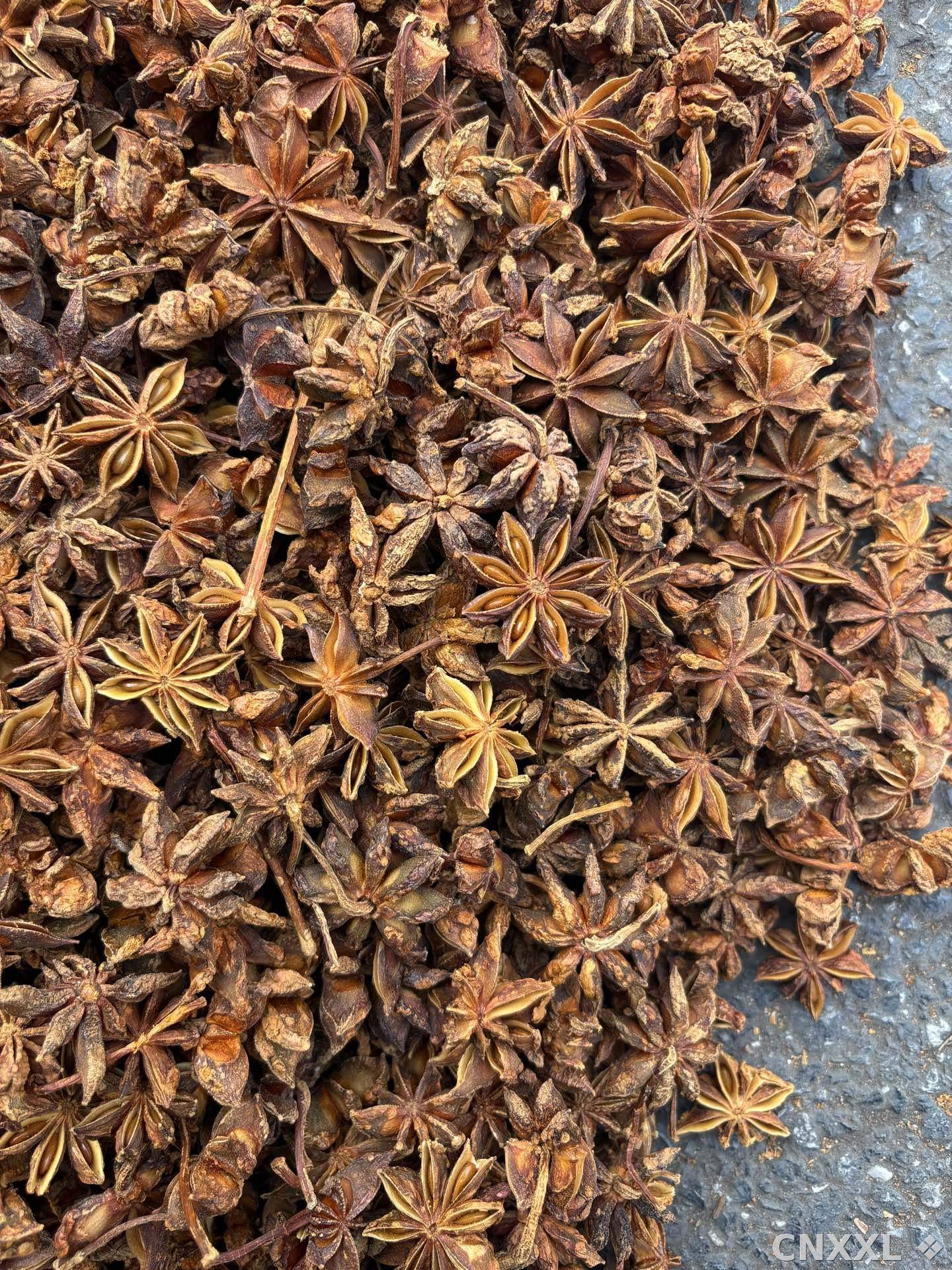 spice_26156_53c4c0b1_3.jpg