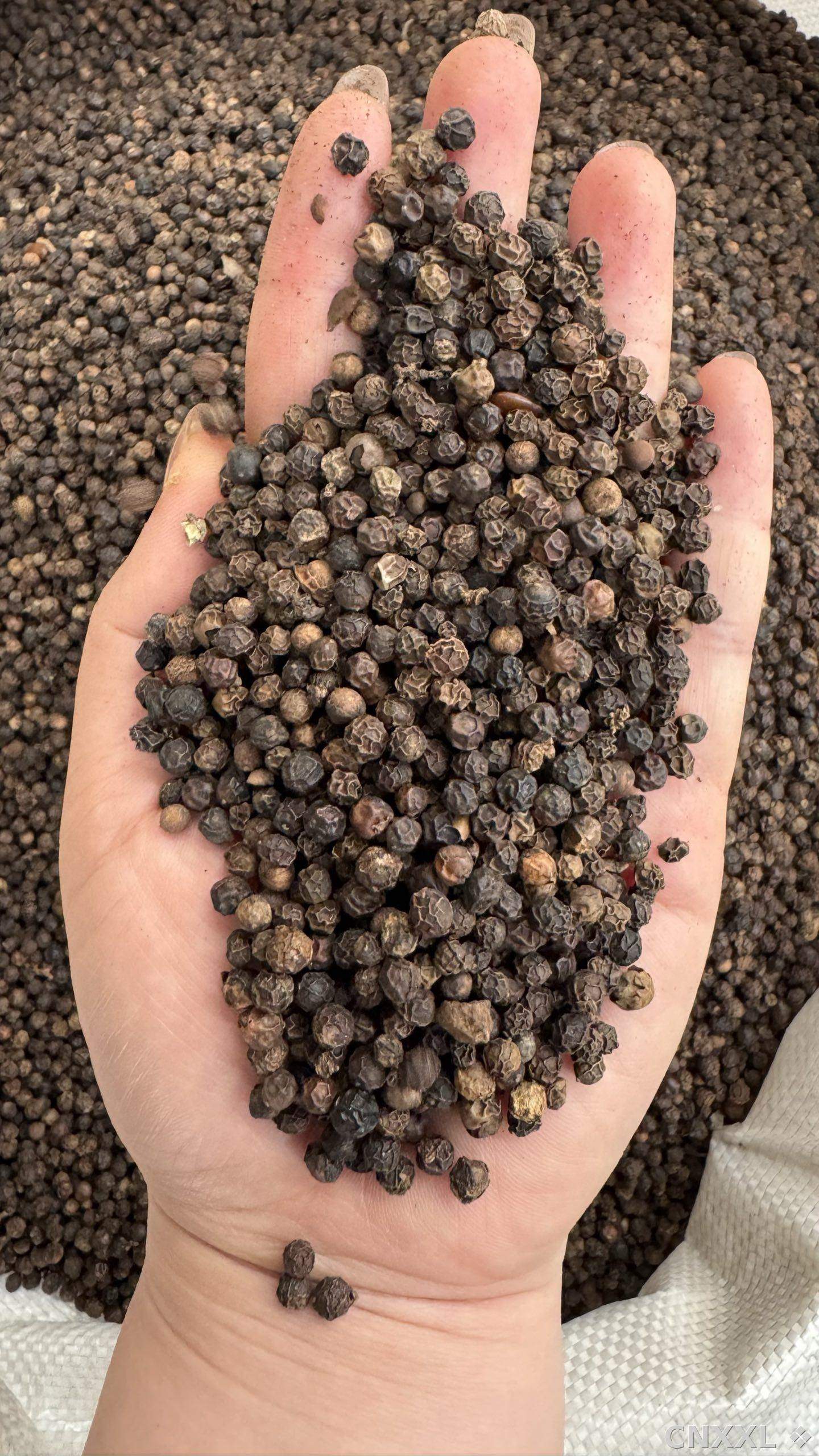 spice_26158_e7f3da71_1.jpg