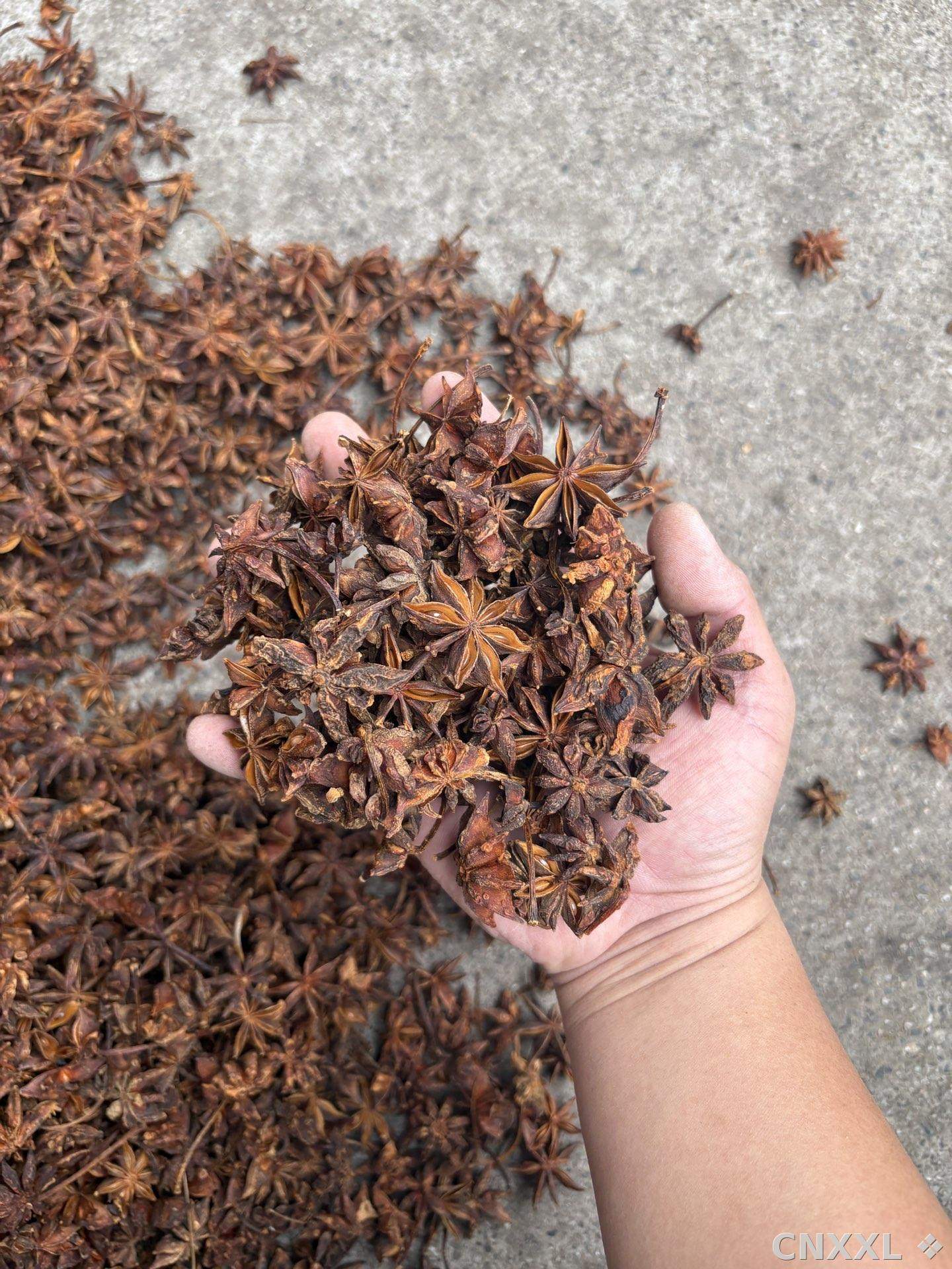 spice_26166_3a4d6cad_1.jpg