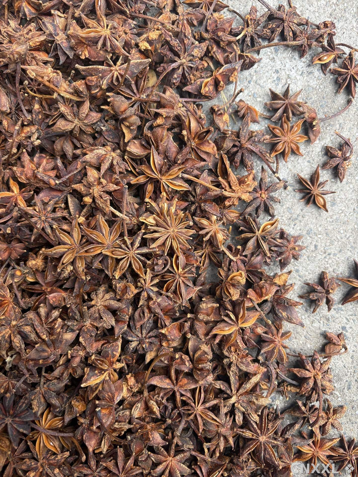 spice_26166_b8702e53_3.jpg