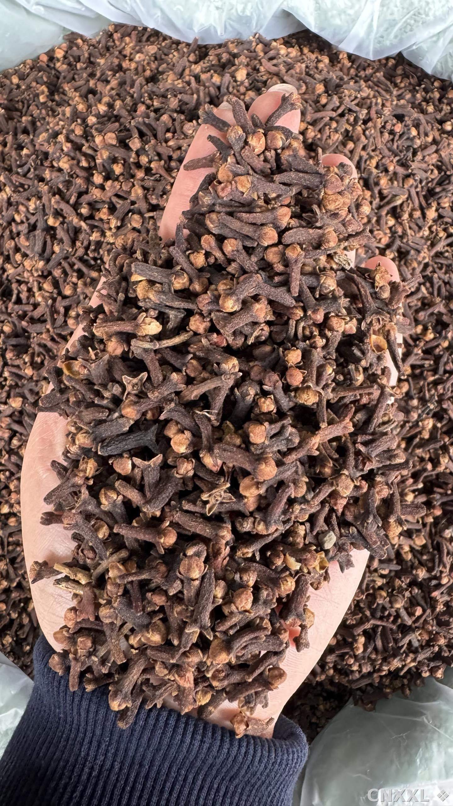 spice_26176_12c55a51_1.jpg