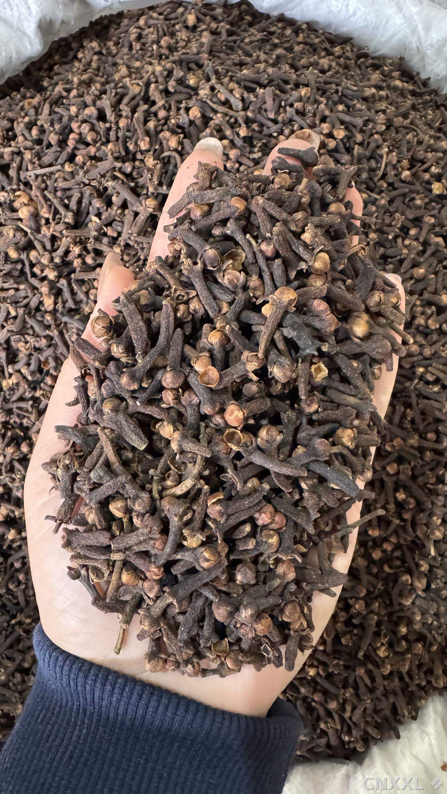 spice_26183_44c6c718_1.jpg