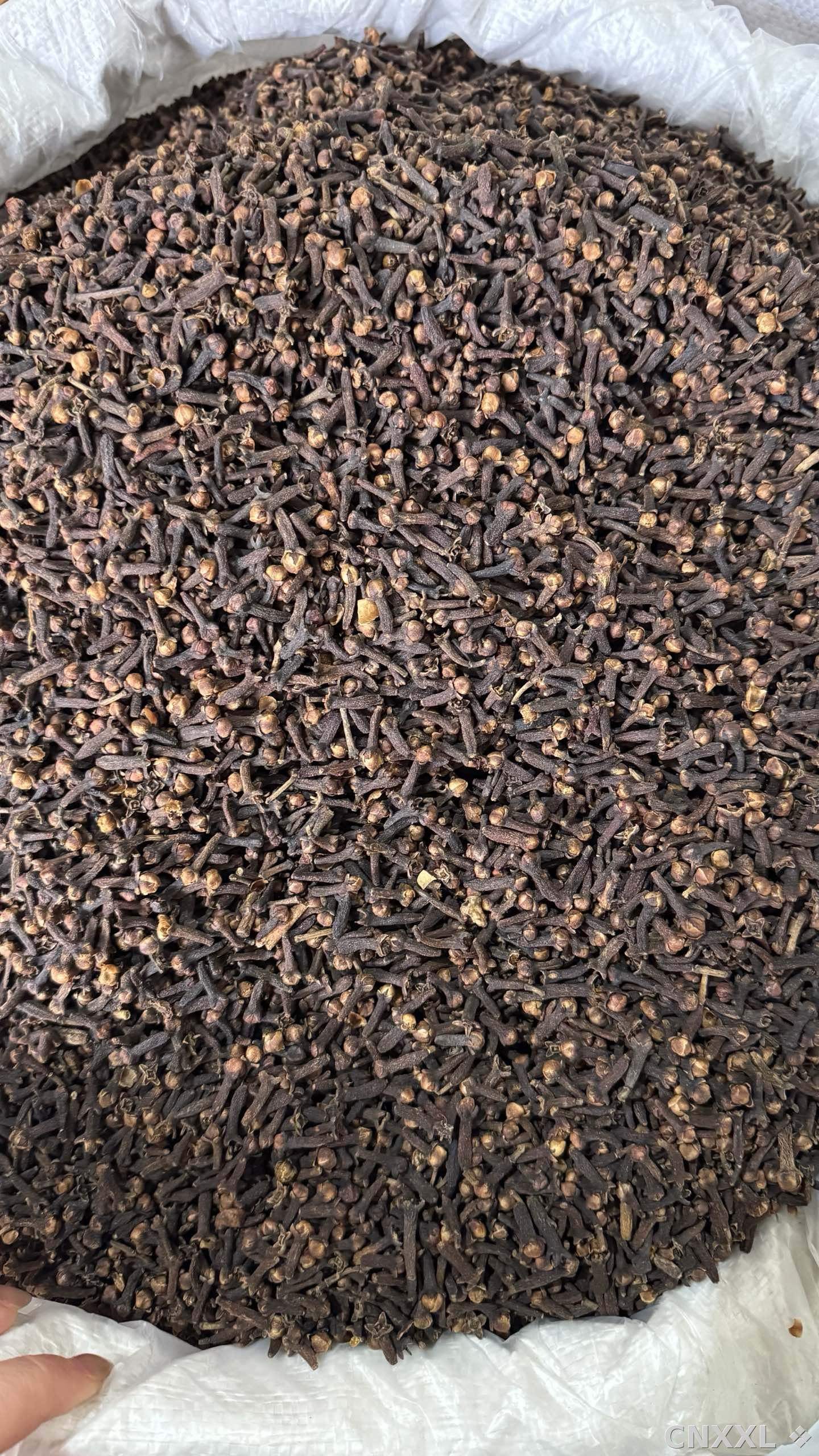 spice_26183_e48c7f12_3.jpg