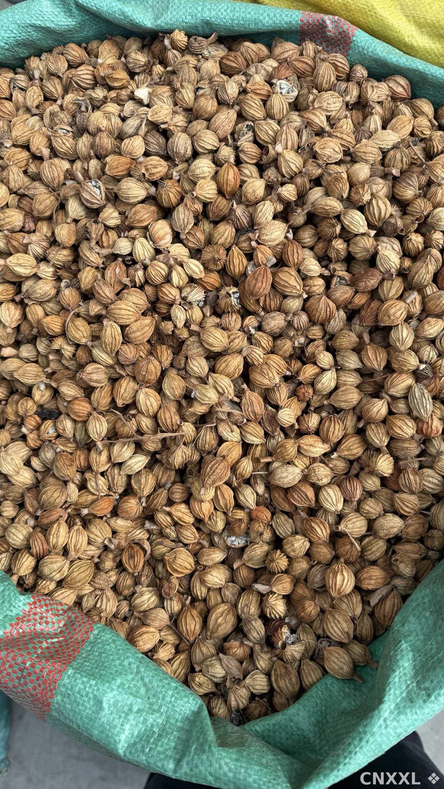 spice_26186_c9adf857_3.jpg