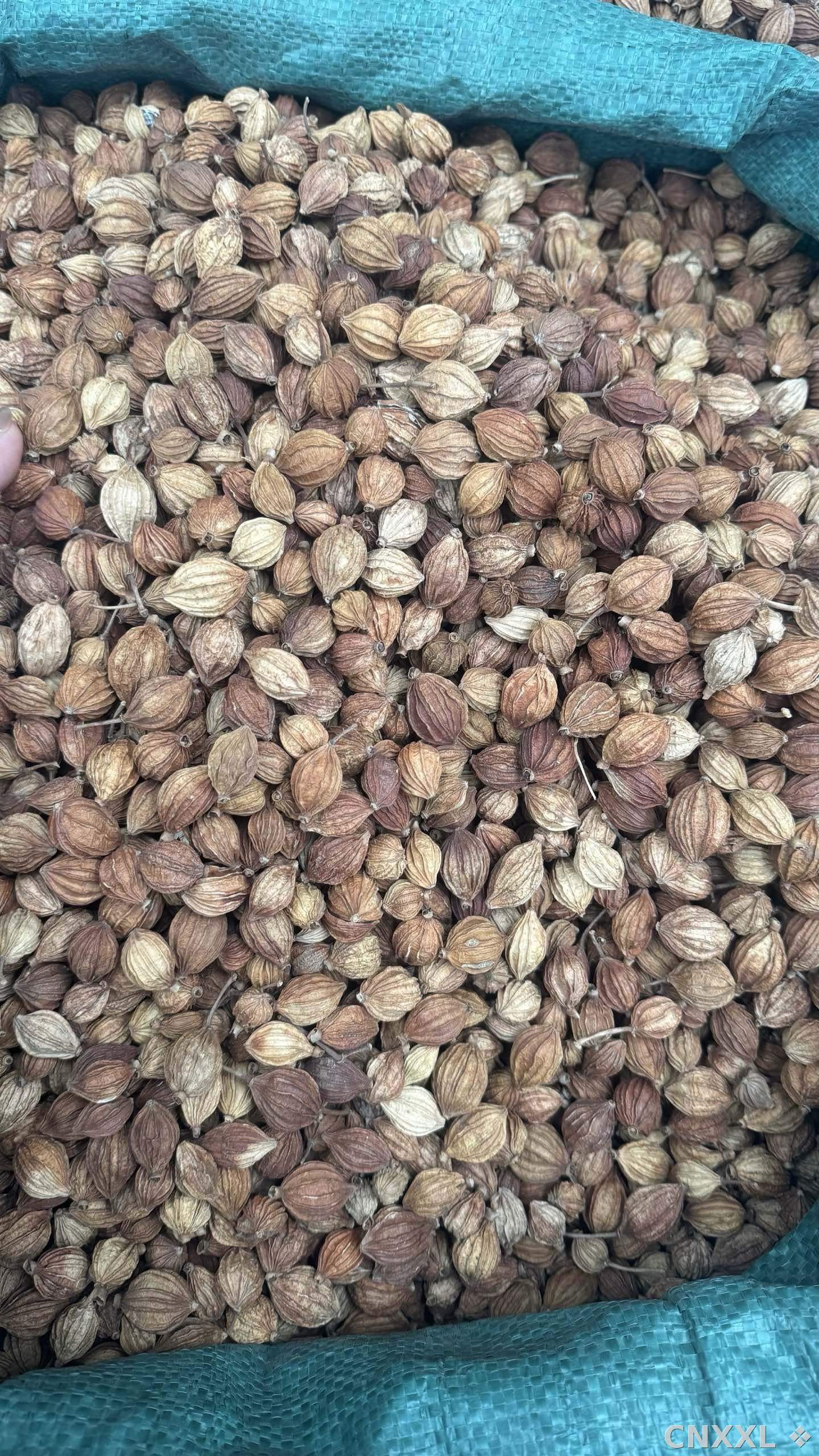 spice_26187_737c304e_3.jpg