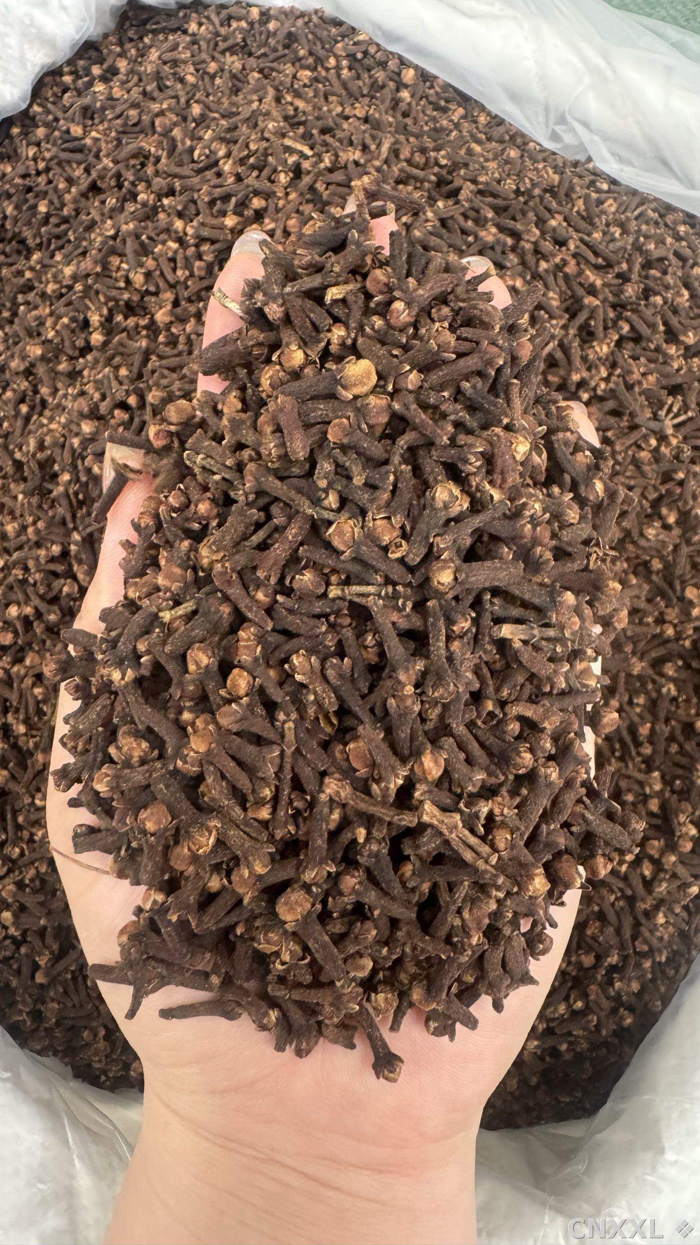 spice_26198_98a5f650_2.jpg