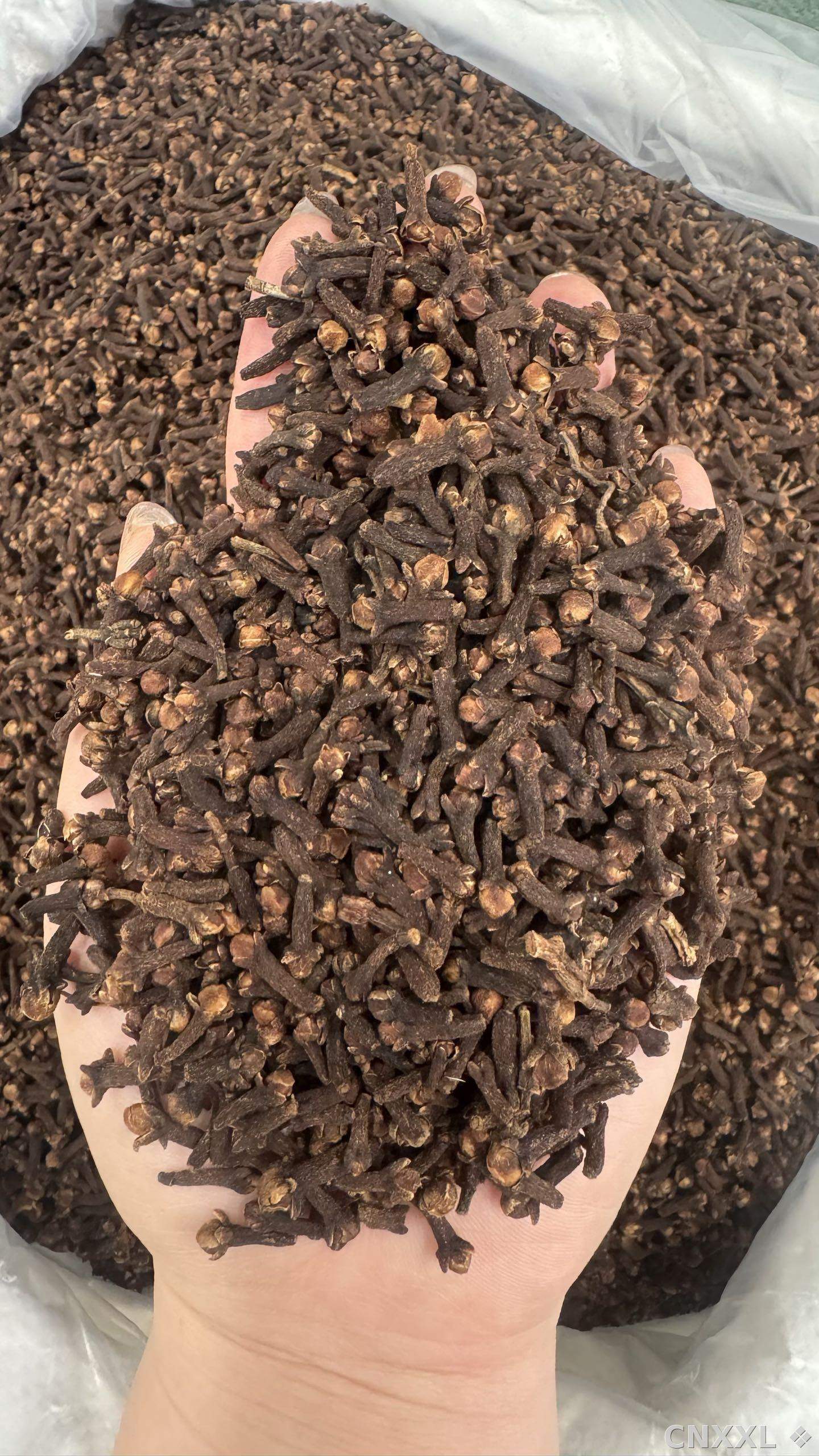 spice_26198_a7a1550f_1.jpg