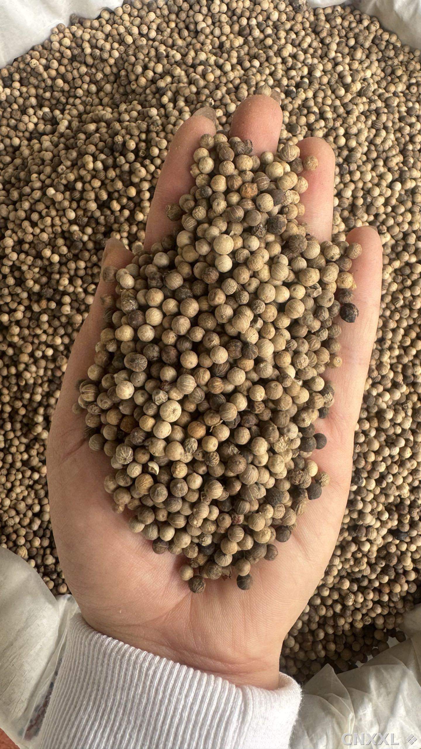 spice_26207_6ae5b0bb_2.jpg