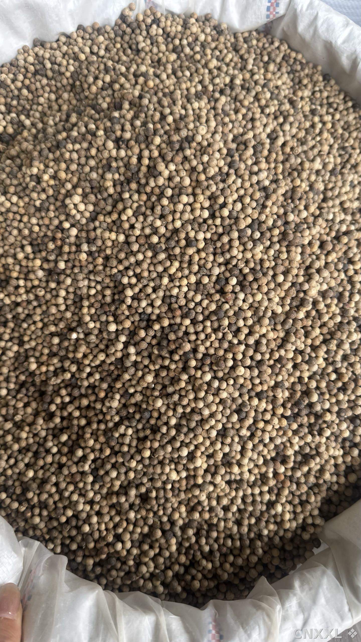 spice_26207_db6f1d1e_3.jpg