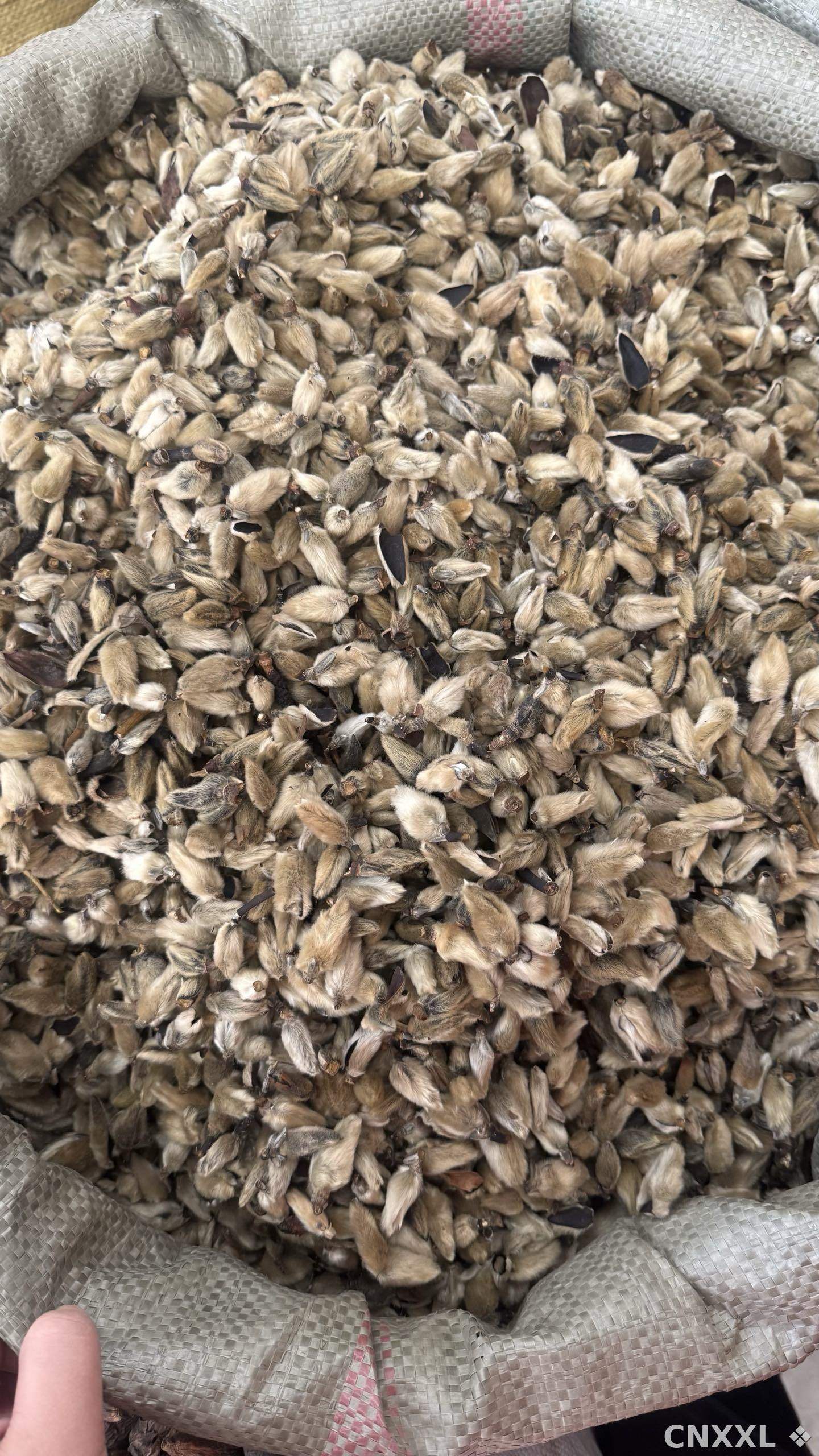 spice_26213_ba69ec8d_3.jpg
