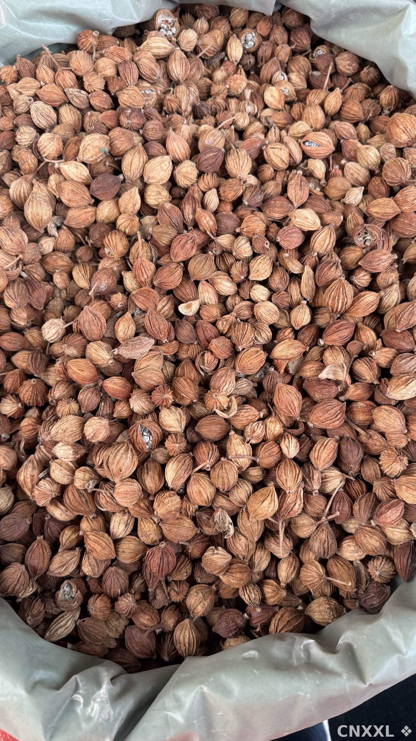 spice_26217_7b076fad_3.jpg