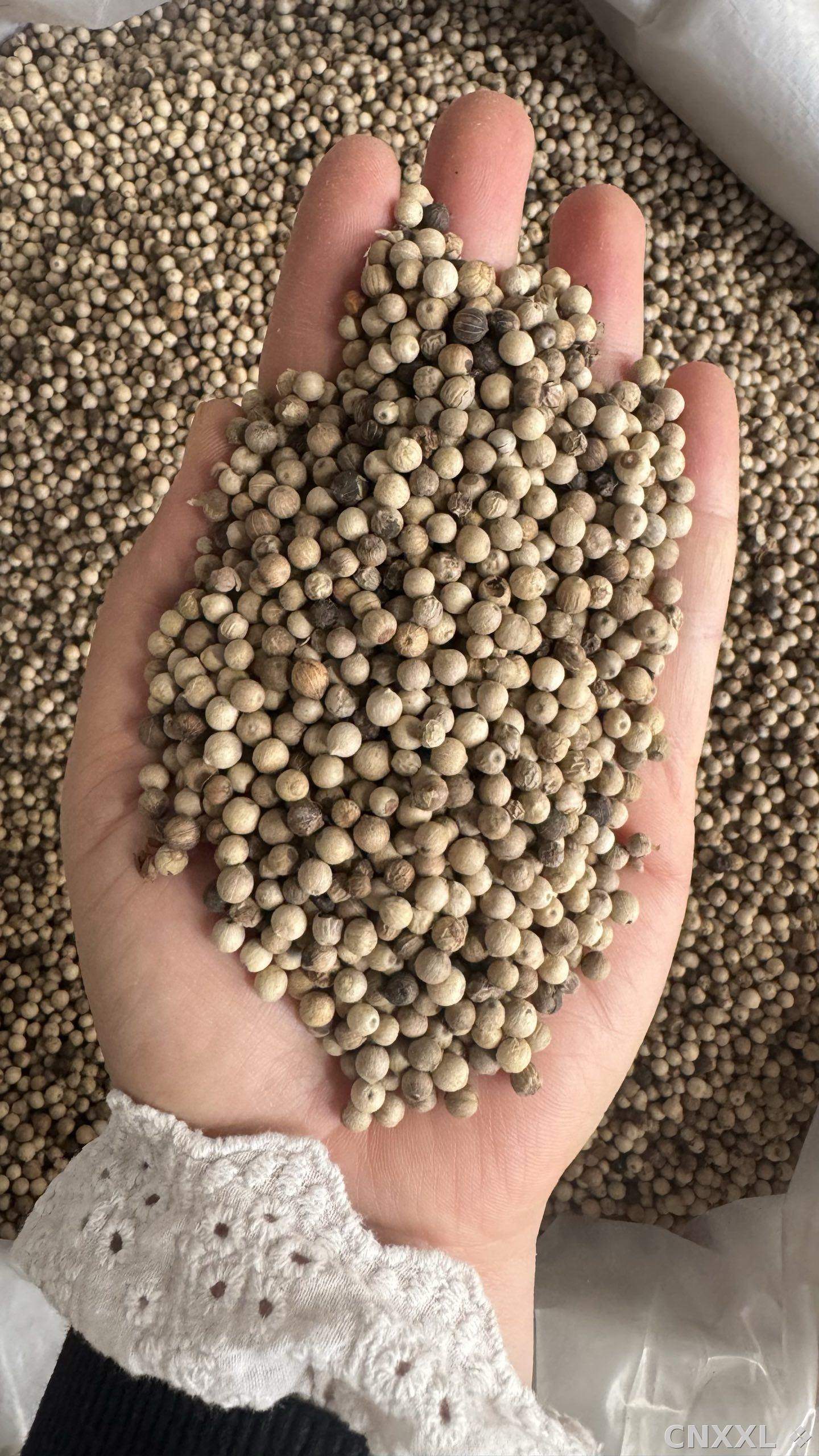 spice_26224_b75c27da_2.jpg