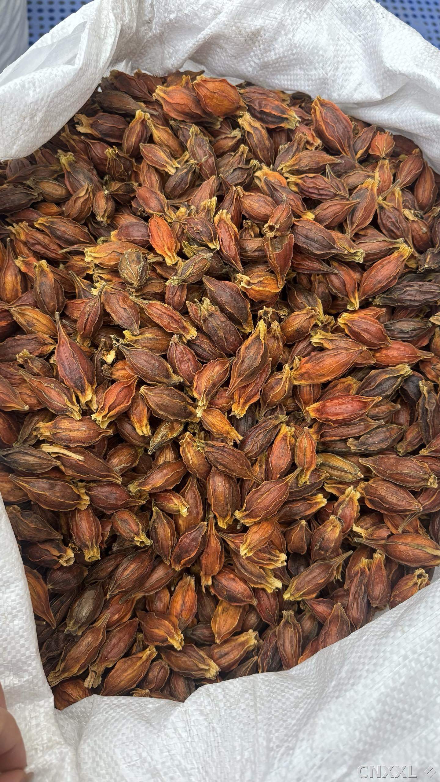 spice_26229_6777e65b_3.jpg