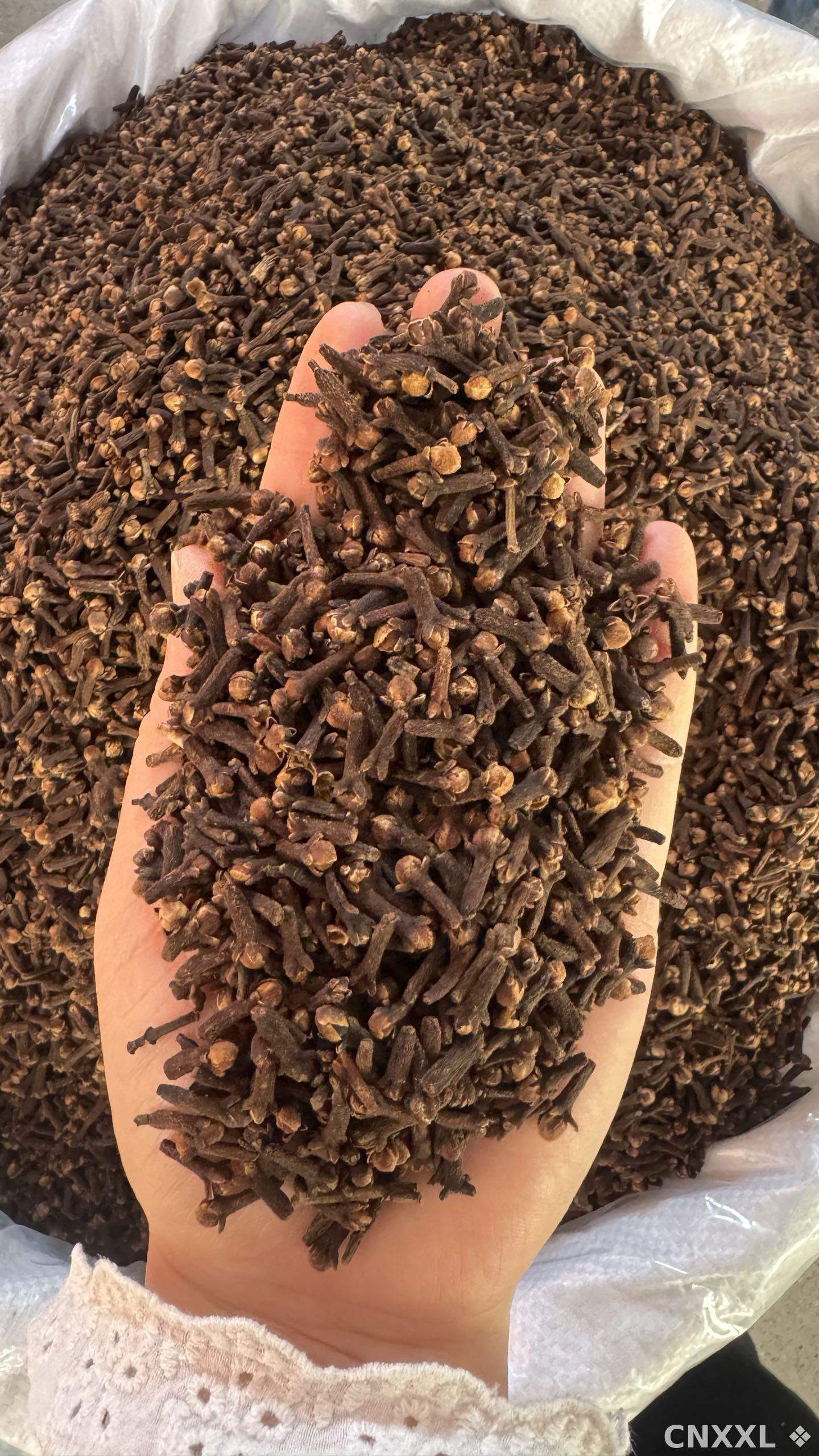 spice_26232_7e4ecd37_1.jpg