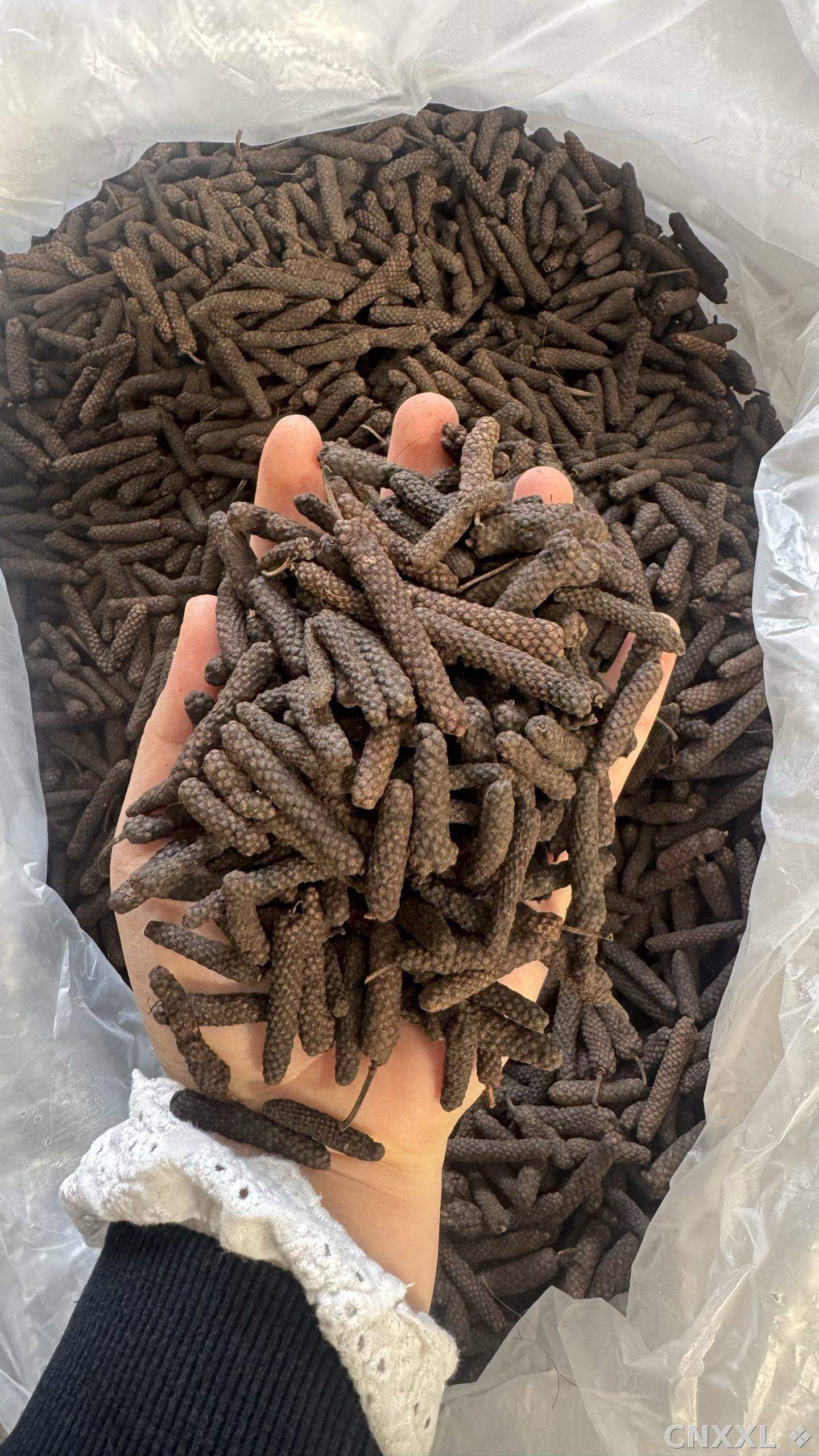 spice_26240_8dfd67d9_2.jpg