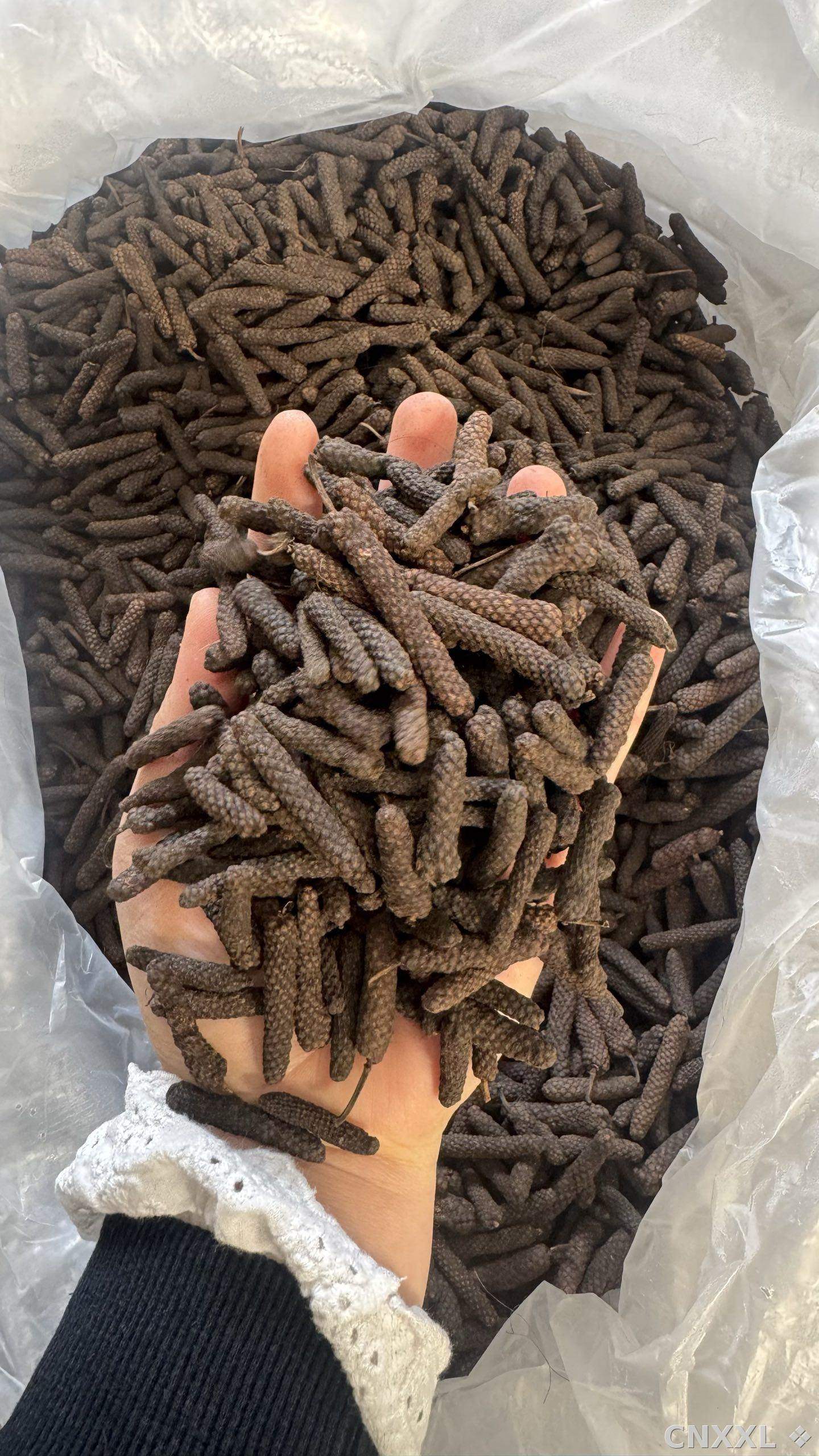 spice_26240_a65eaff3_1.jpg