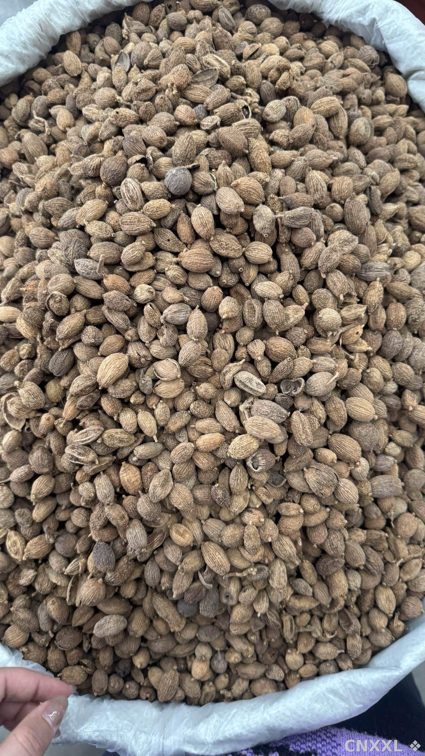 spice_26242_8aa6e8d8_3.jpg