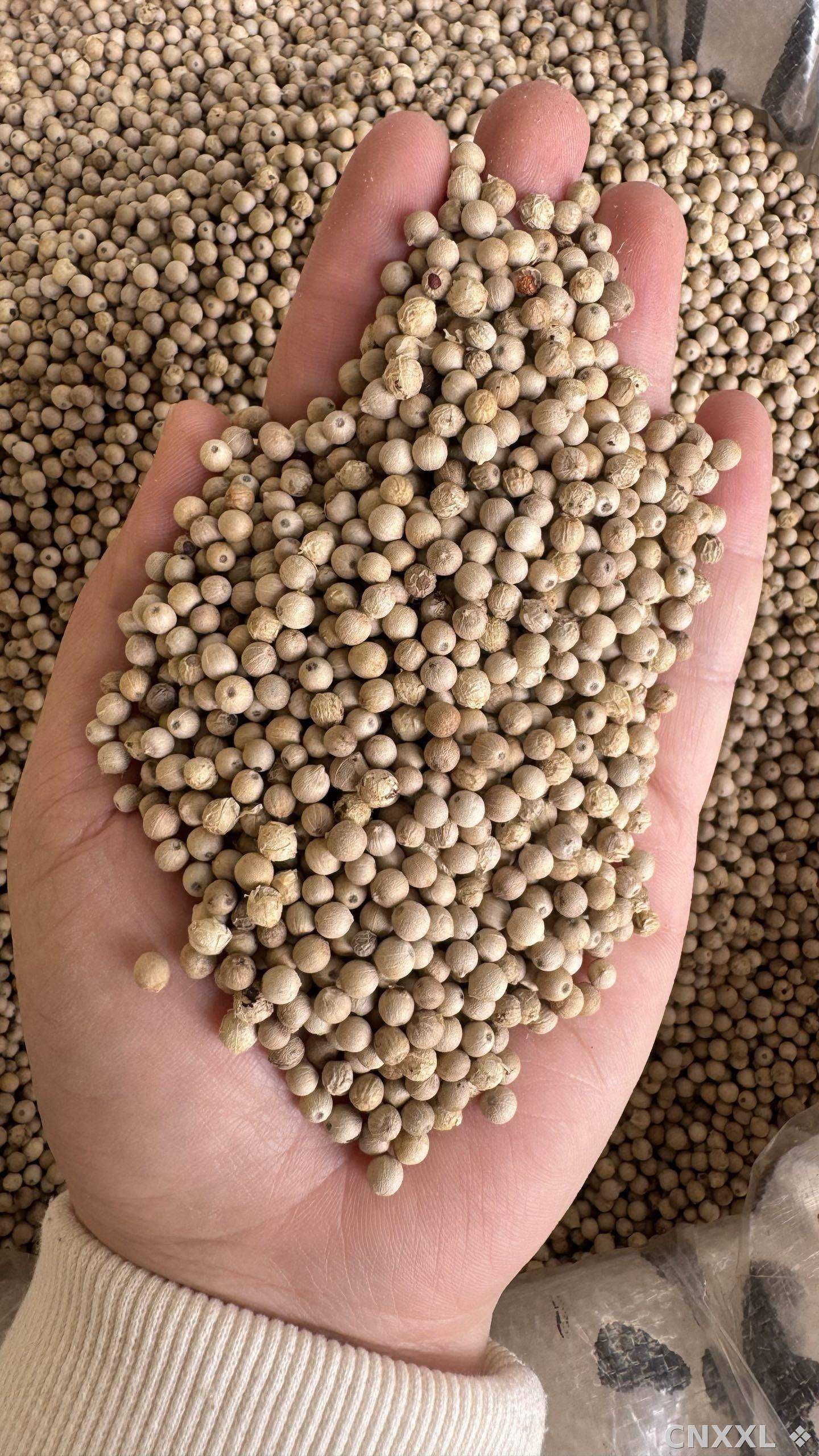 spice_26247_38fd186e_2.jpg