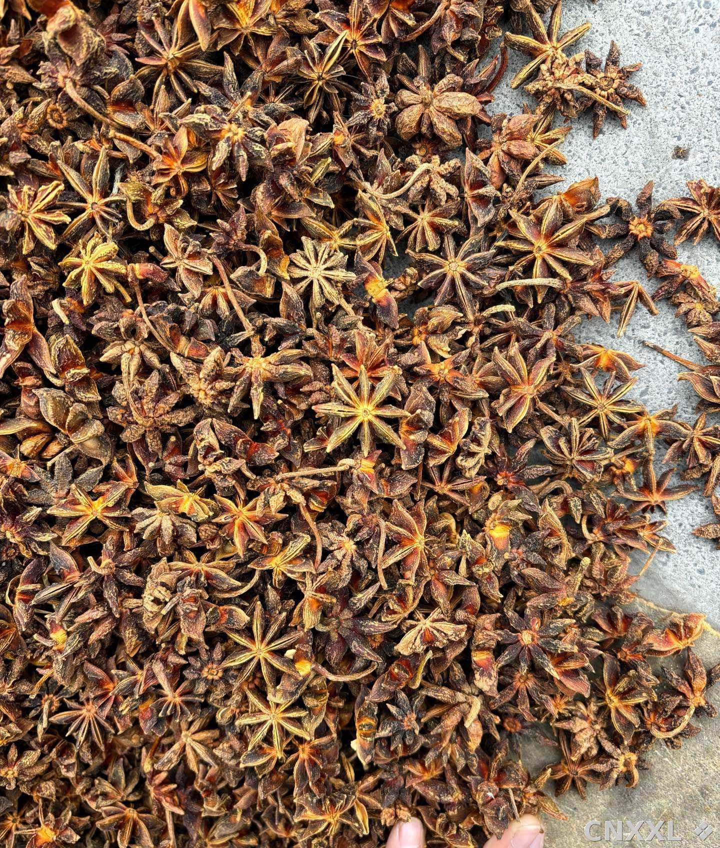 spice_26250_b05d818c_3.jpg
