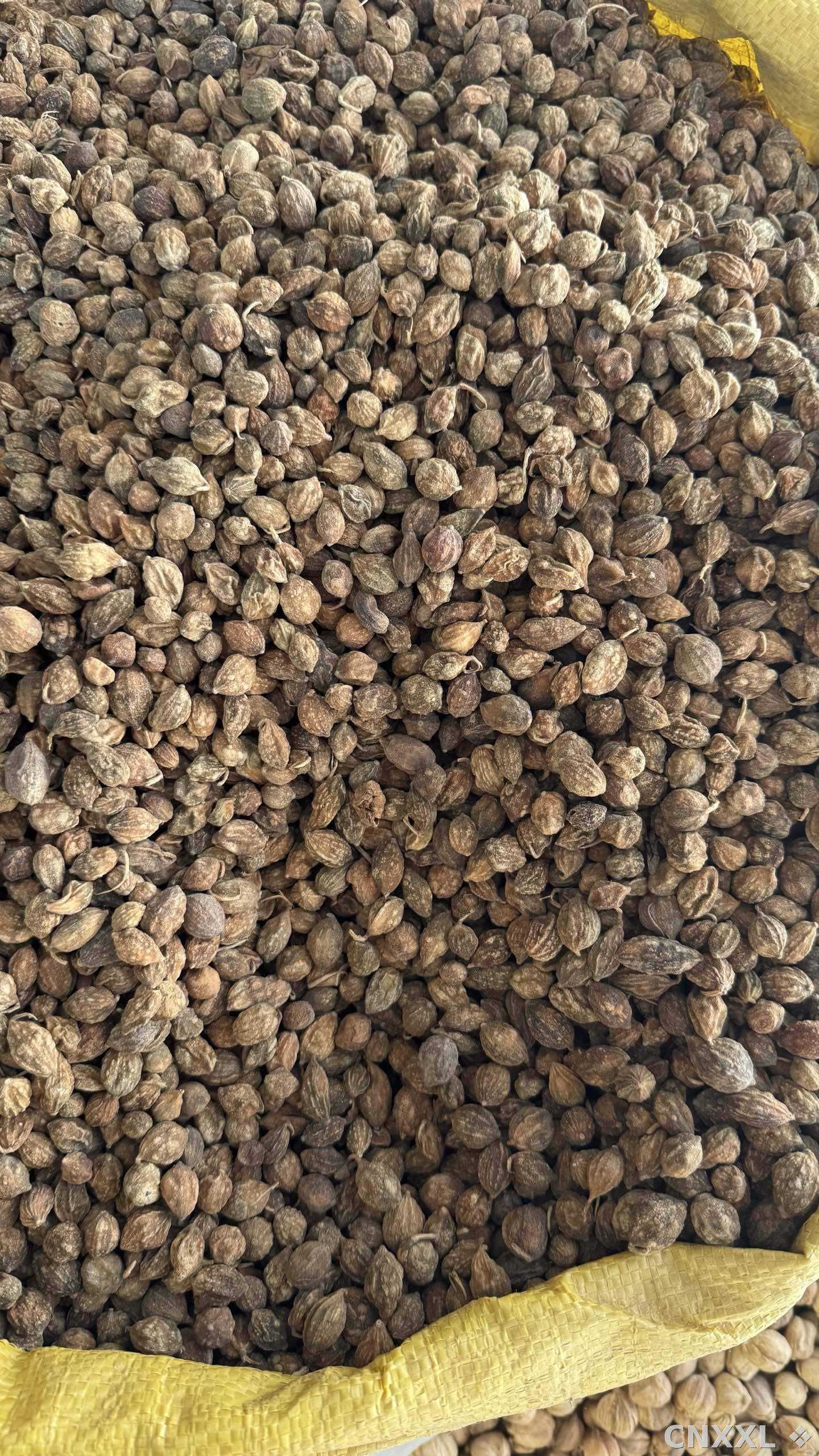 spice_26265_f59c37a3_3.jpg