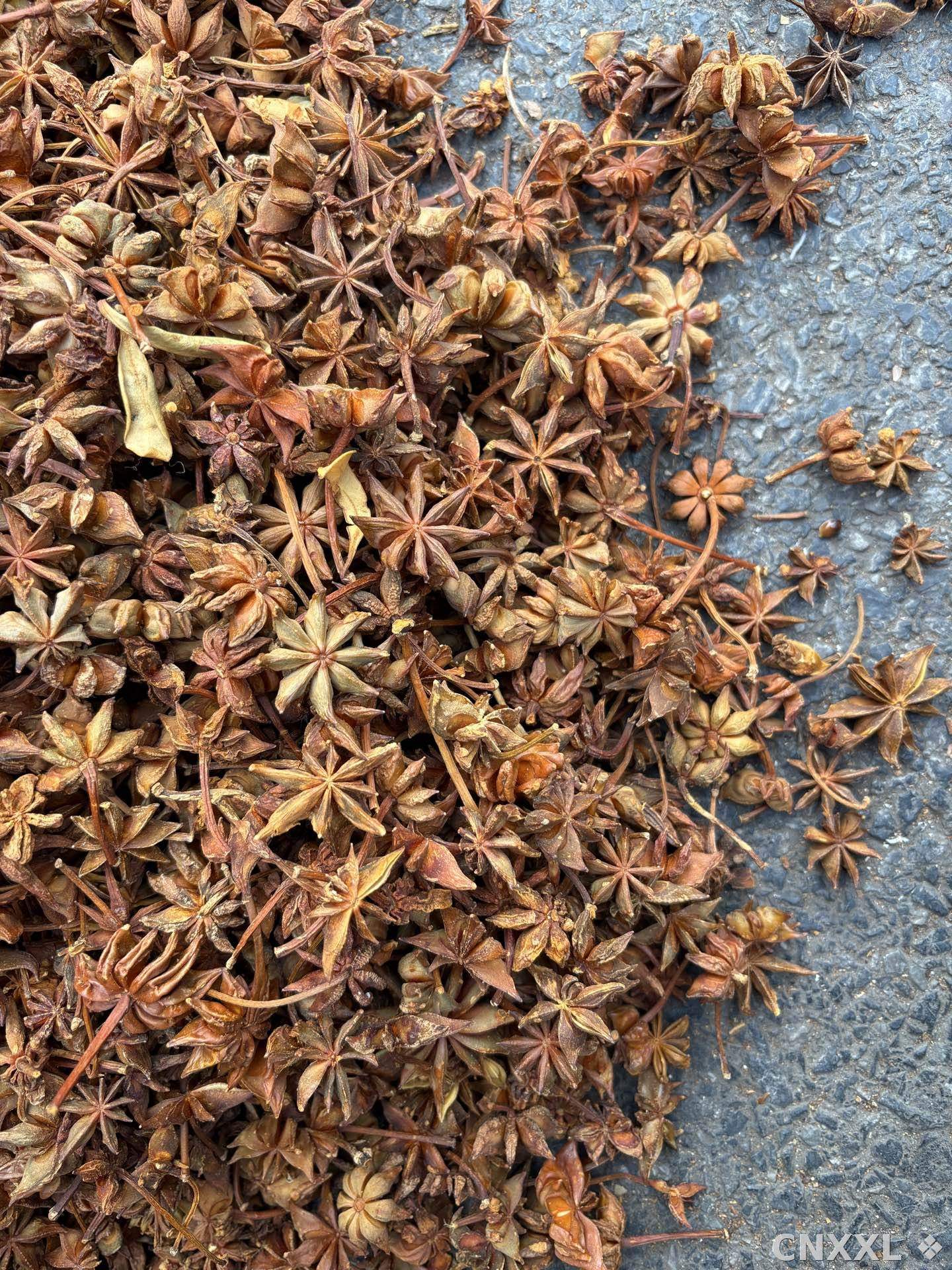 spice_26278_410c720e_3.jpg