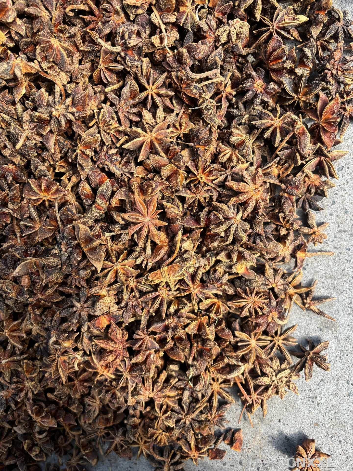 spice_26287_a705b0dd_3.jpg