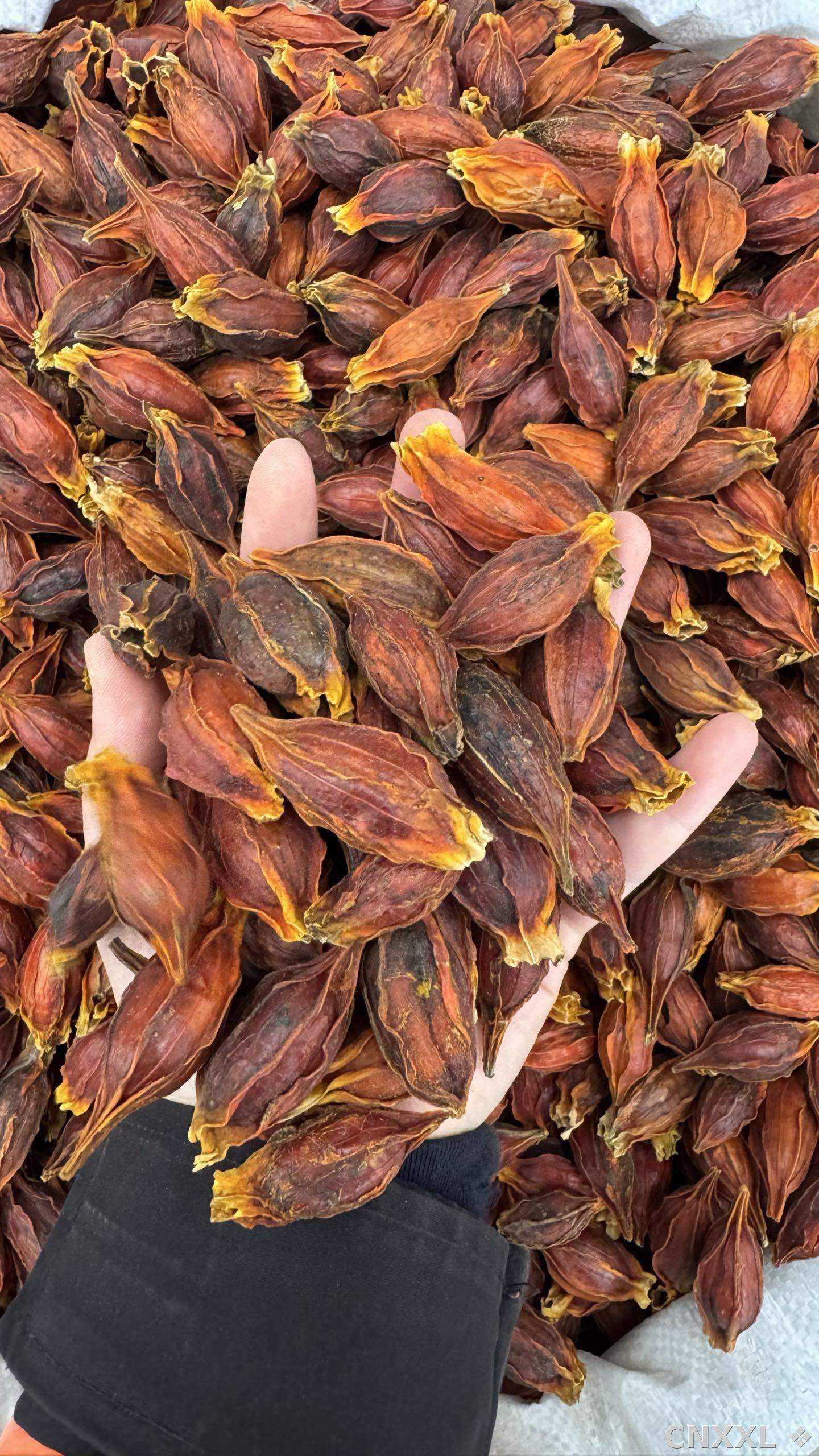 spice_26291_f12bc92e_2.jpg