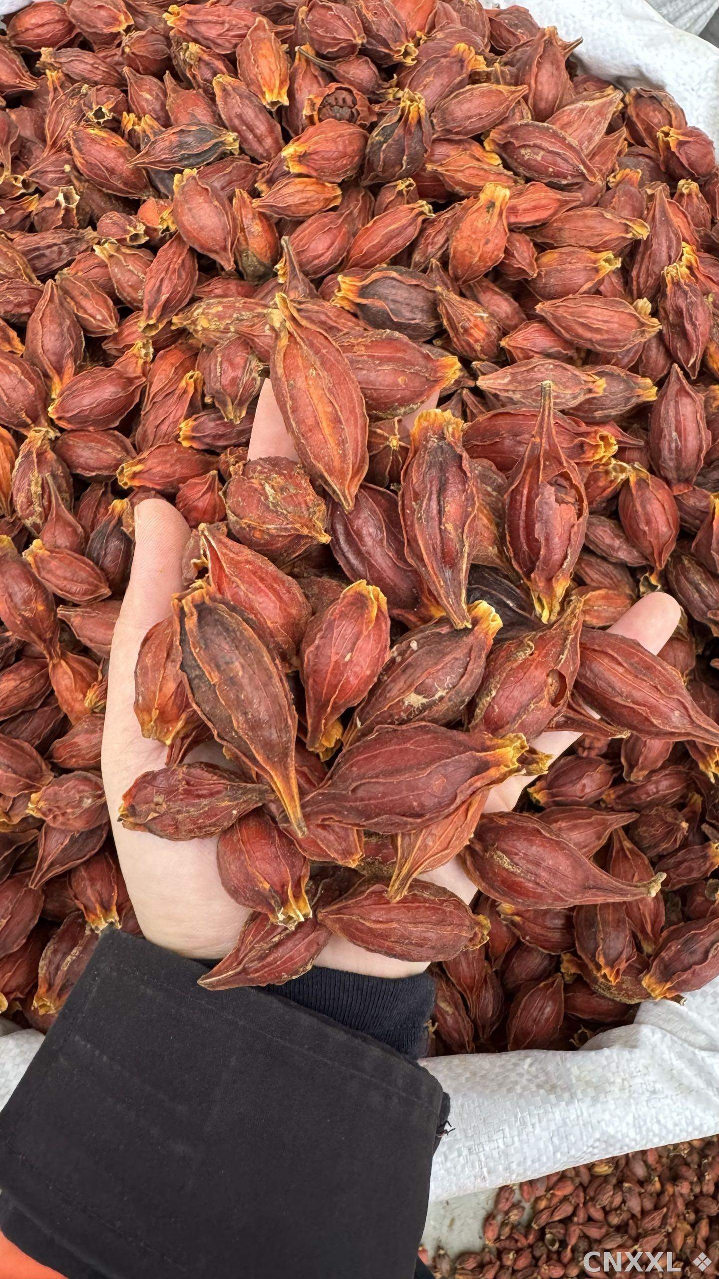 spice_26292_daa3ee3a_1.jpg