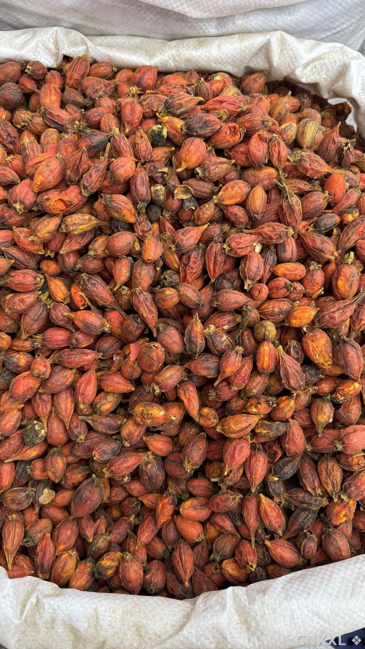 spice_26293_f2f3a303_3.jpg