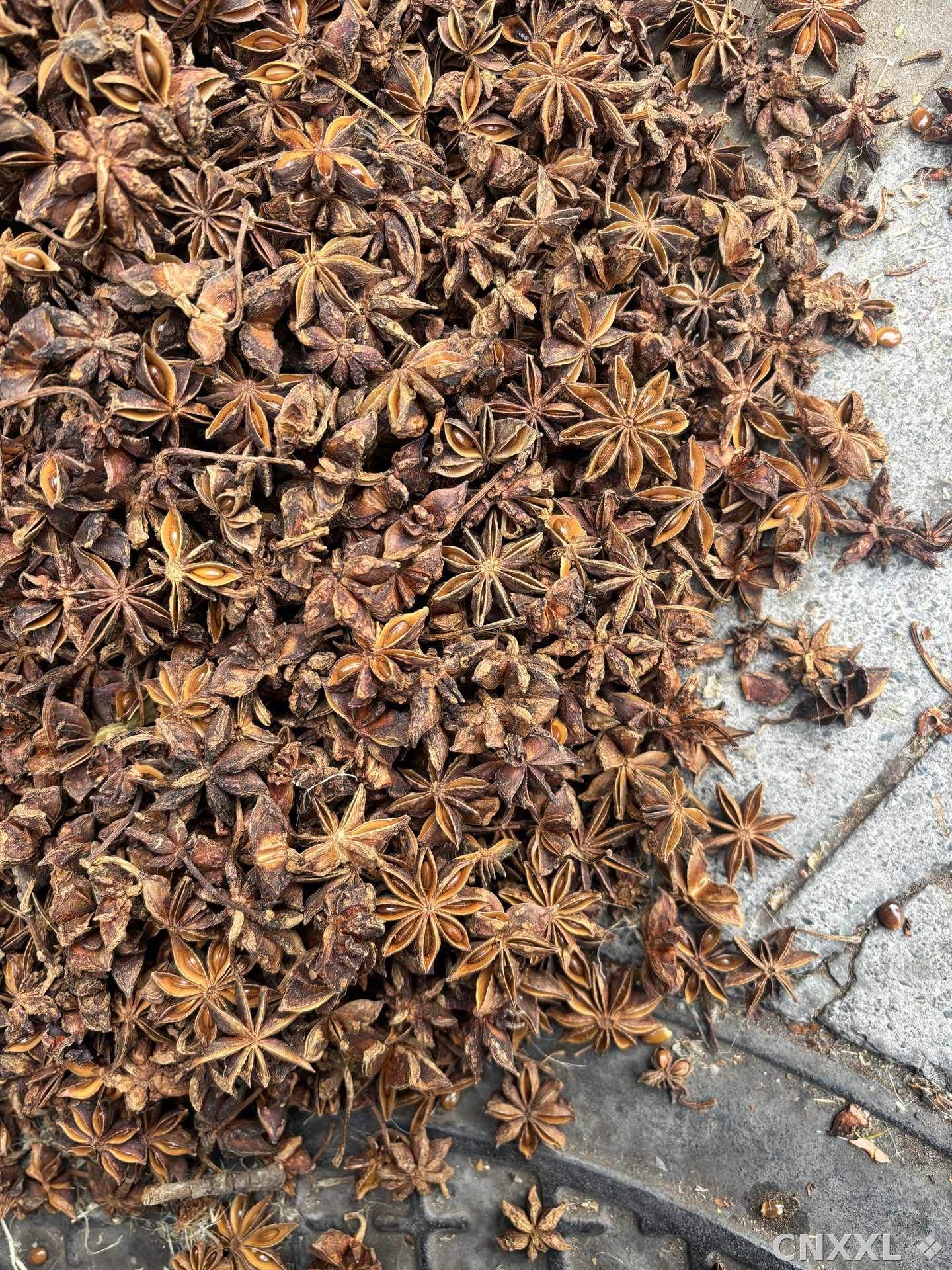 spice_26299_8ce5a6b7_3.jpg