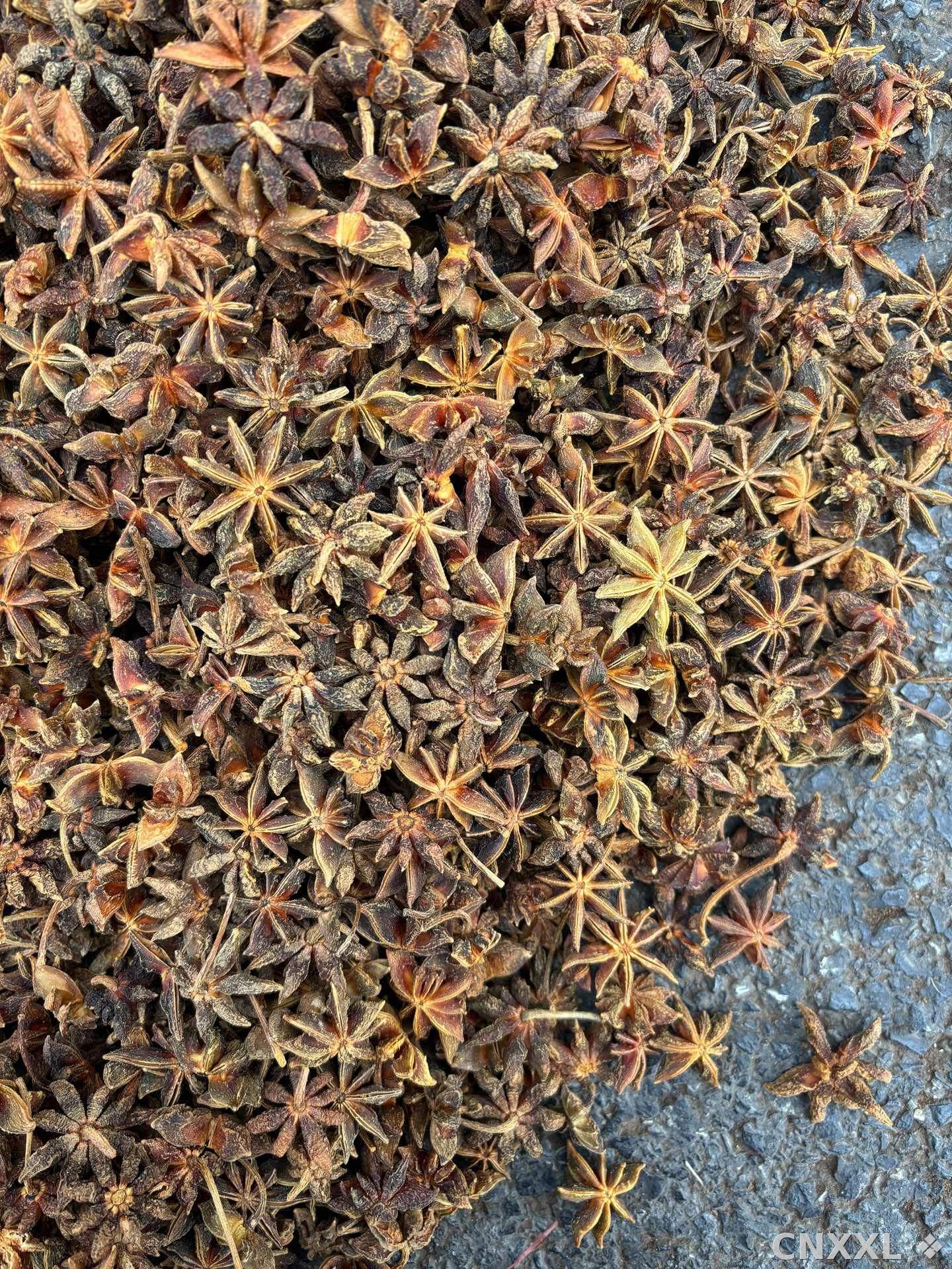 spice_26321_98e0f34f_3.jpg