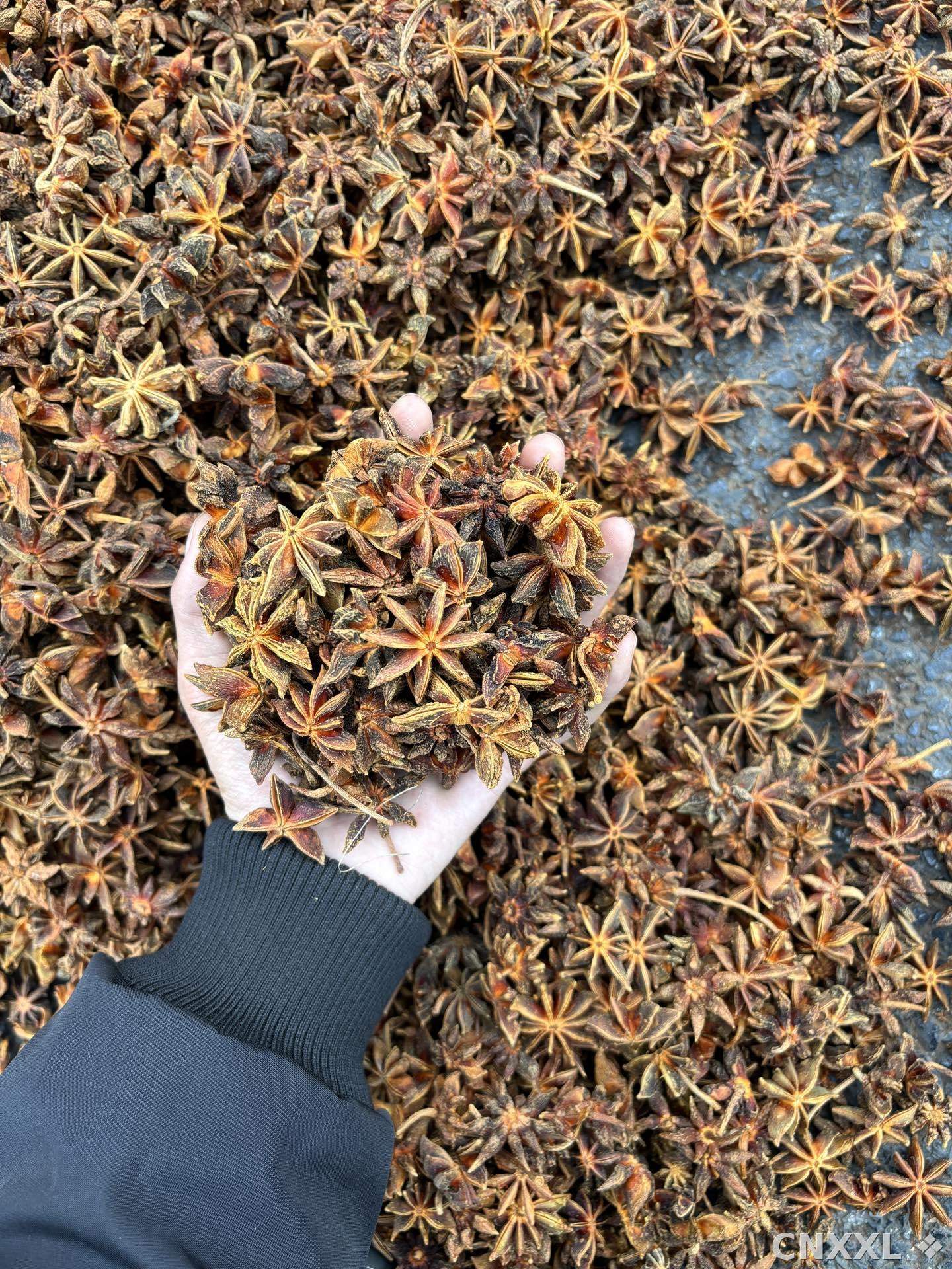 spice_26321_edd1b00f_1.jpg