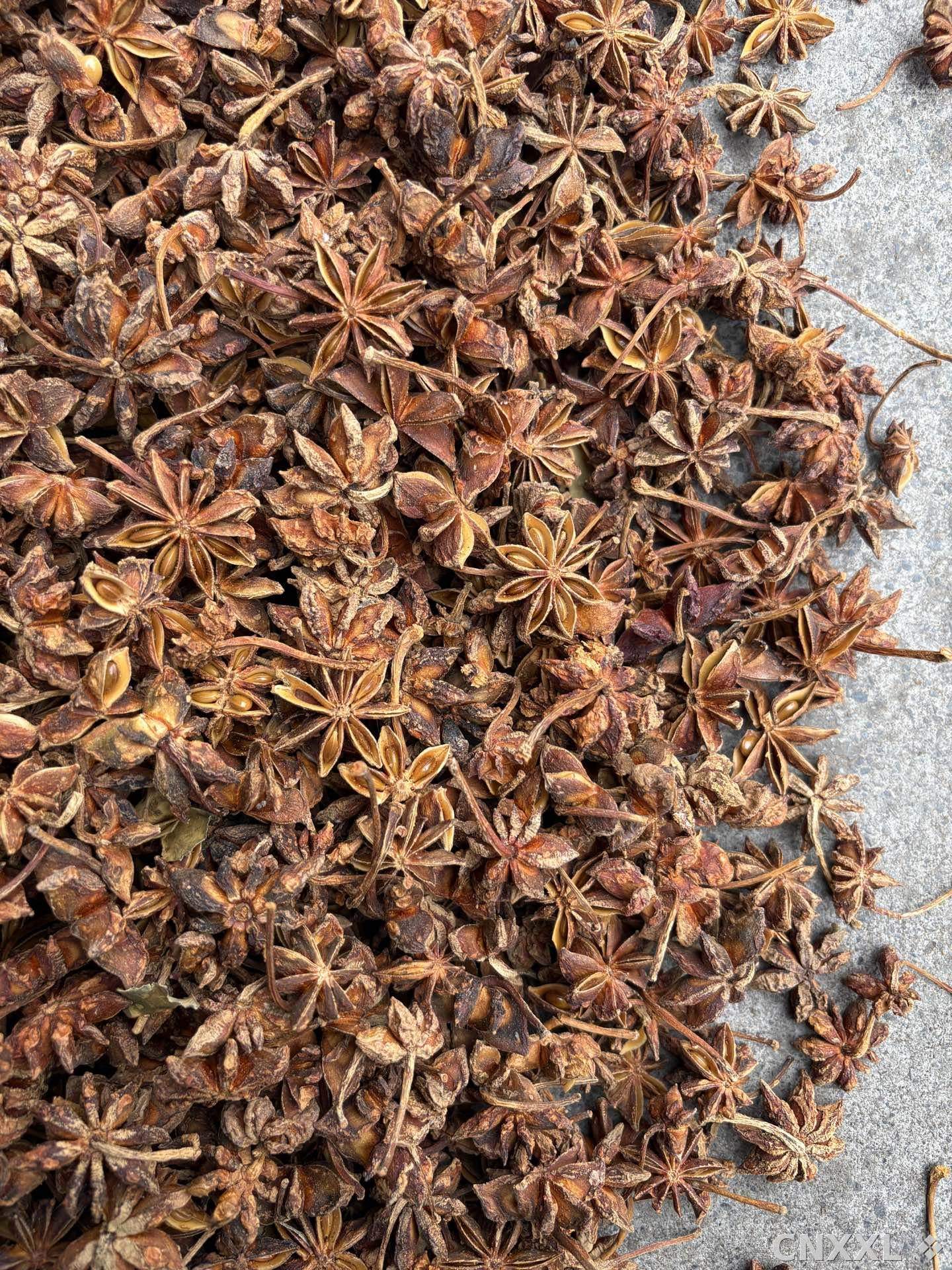 spice_26325_f8ab63d6_3.jpg