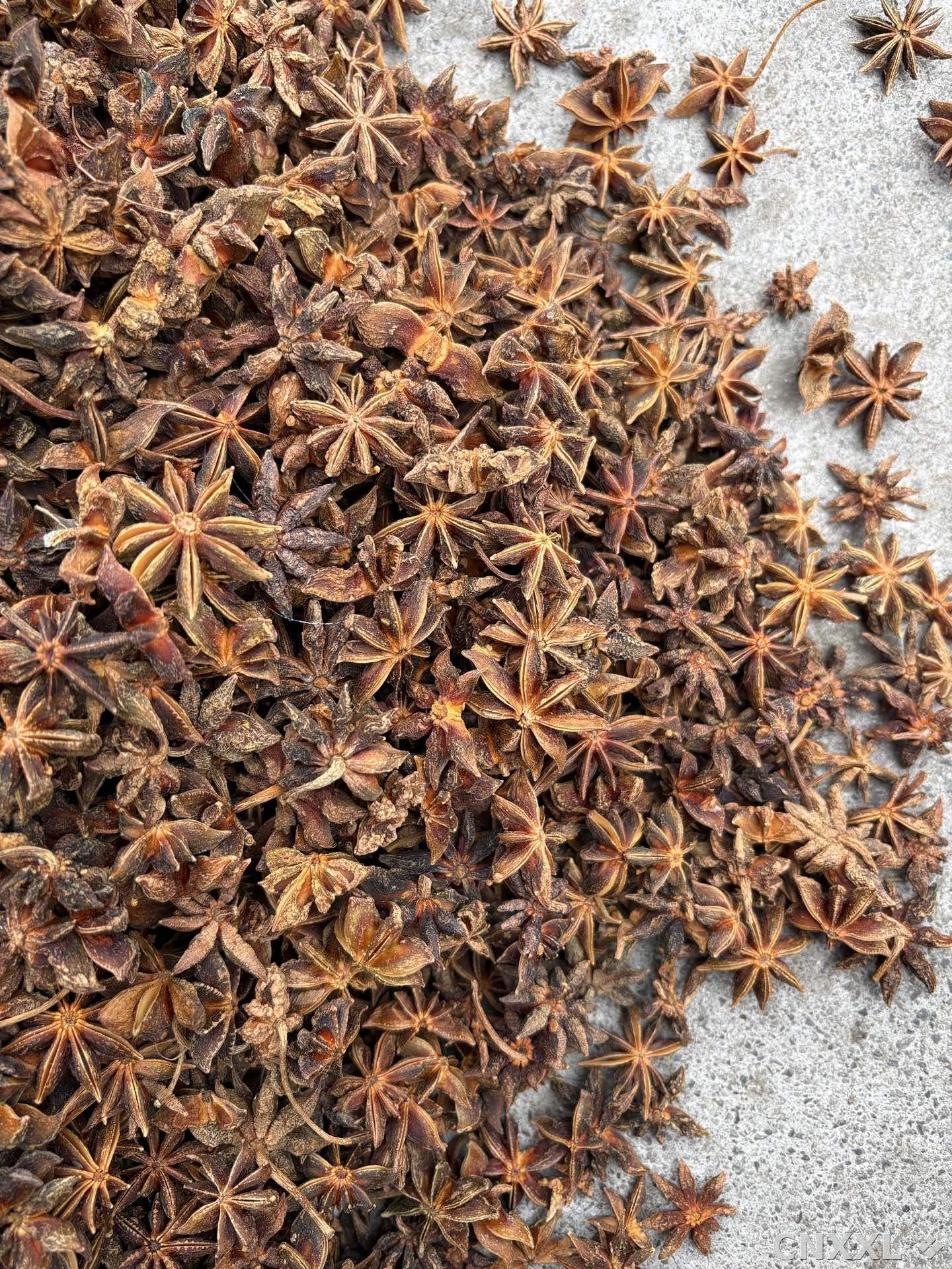 spice_26330_5d88f67b_3.jpg