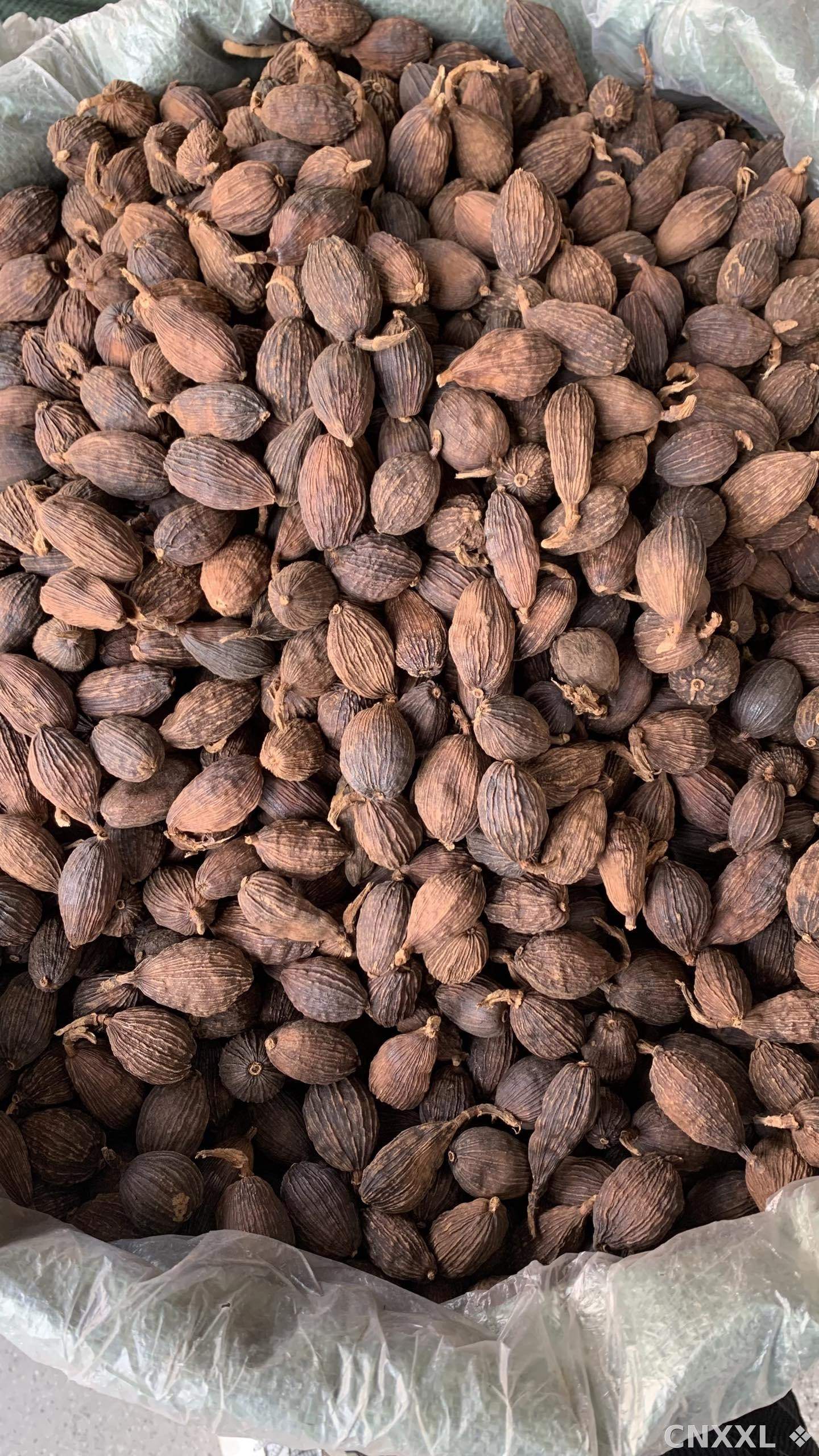 spice_26339_47cf5060_3.jpg