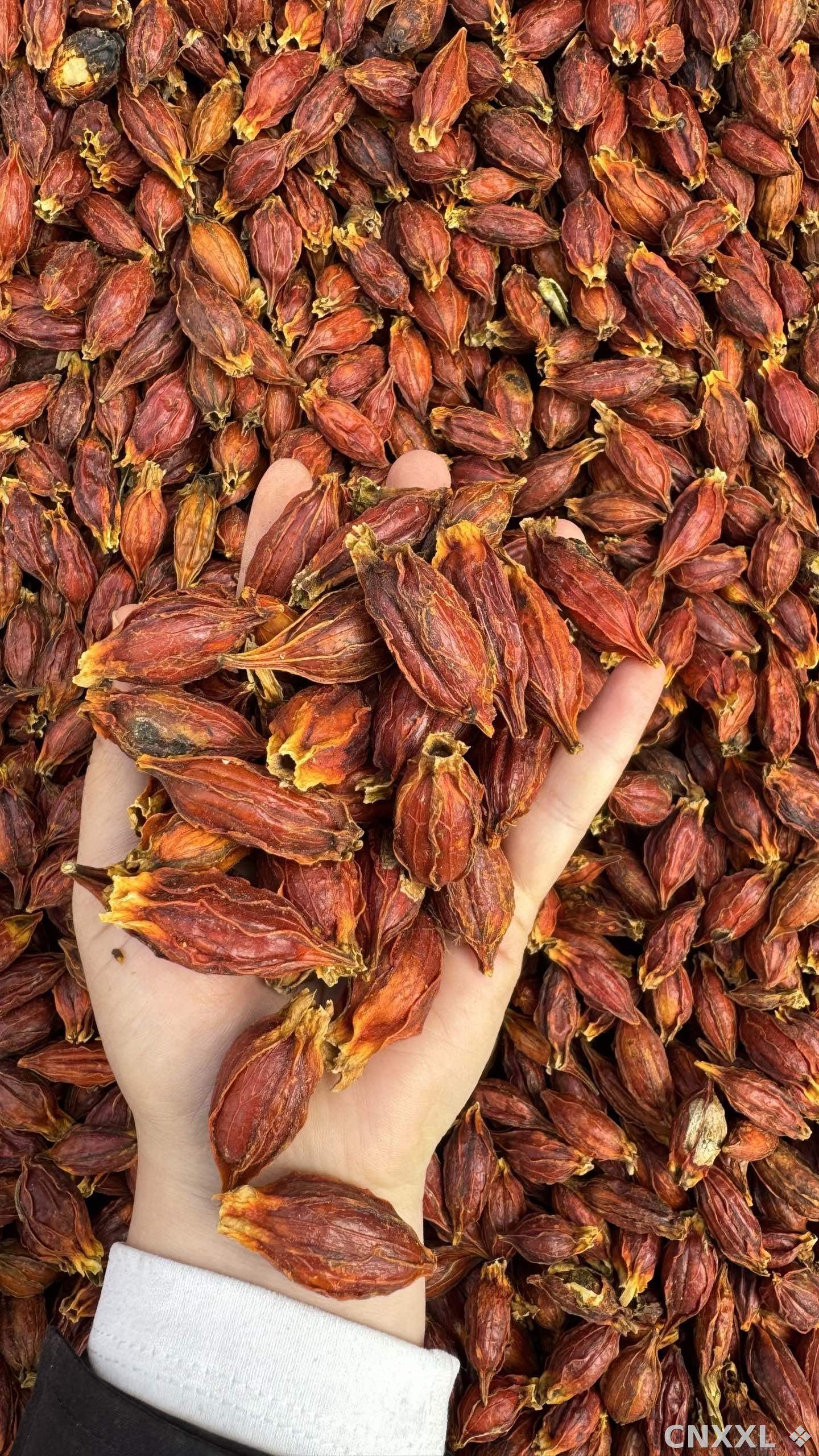 spice_26341_5ea2ab30_2.jpg