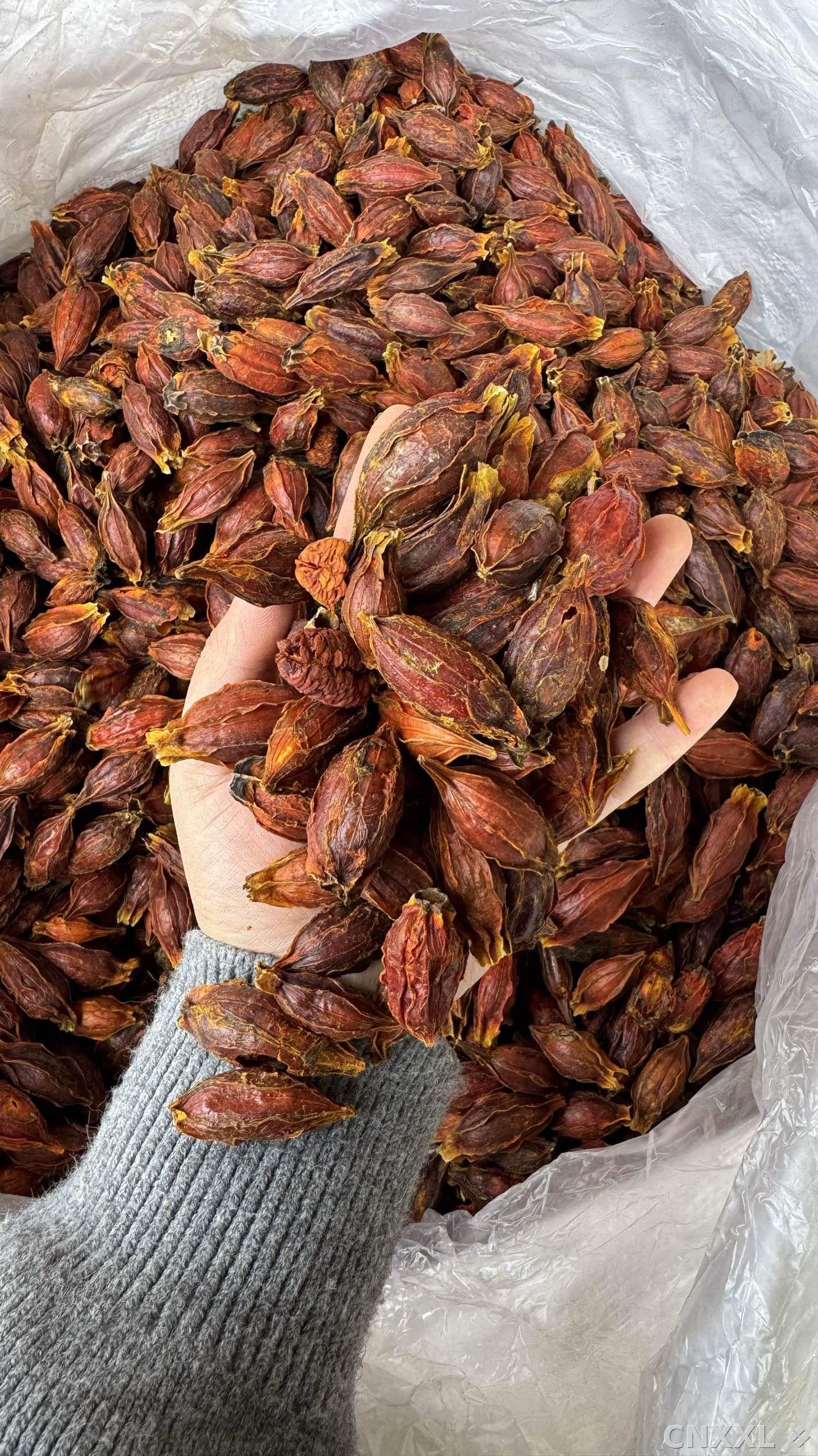spice_26342_1023d5a9_1.jpg