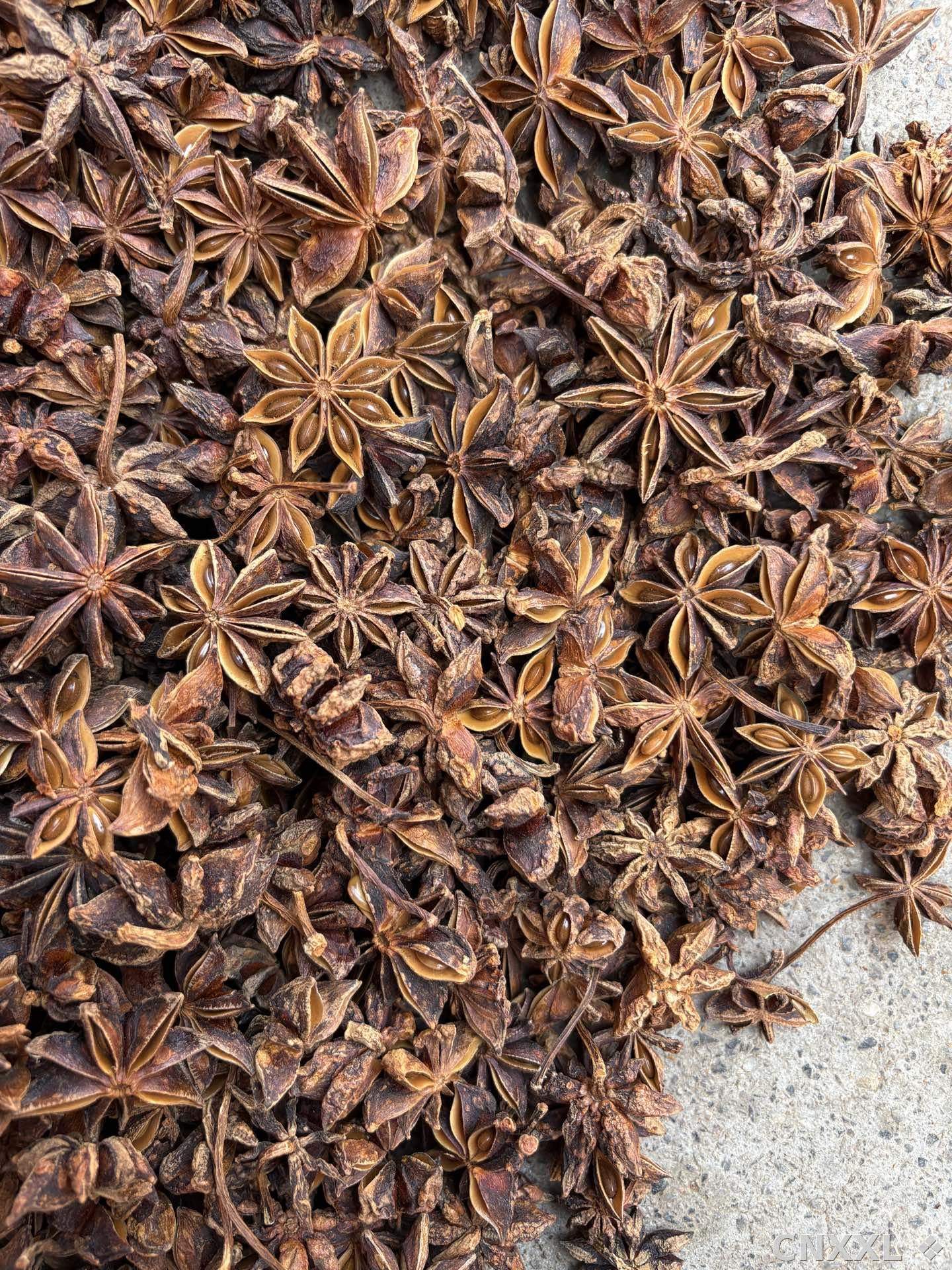 spice_26348_01f129ac_3.jpg