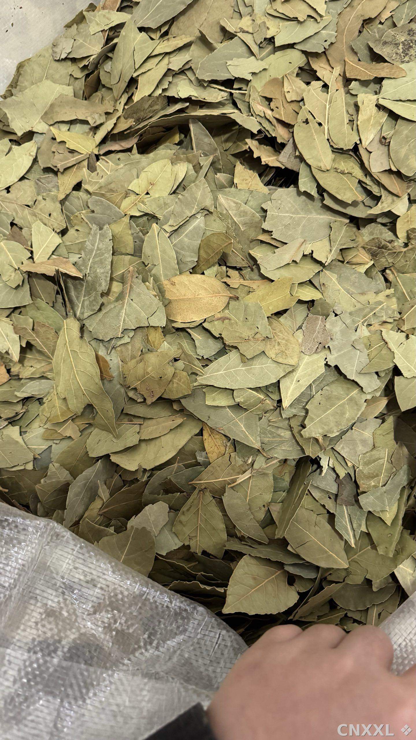 spice_26352_bd2d818e_2.jpg