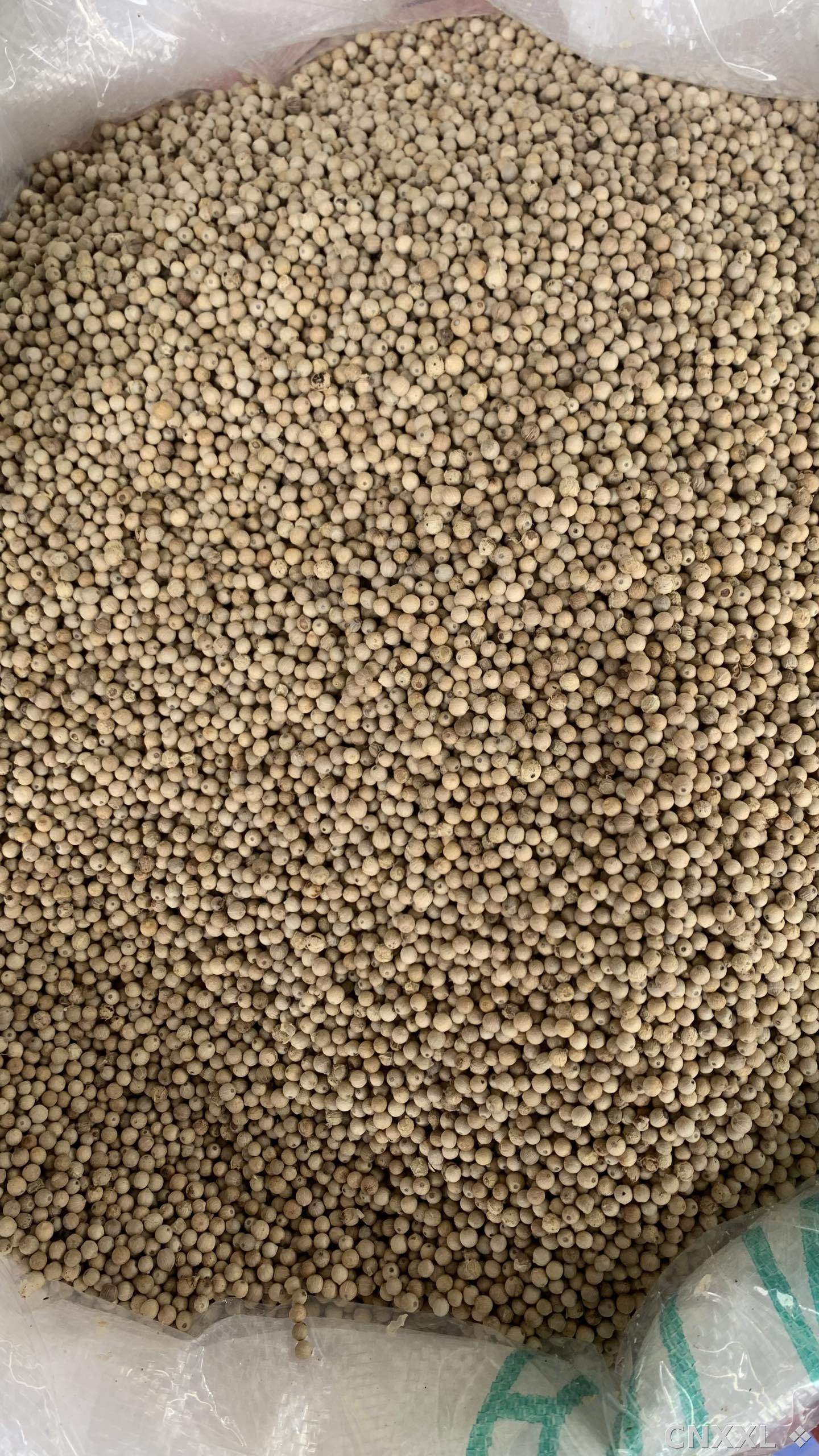 spice_26358_bf37eb03_3.jpg