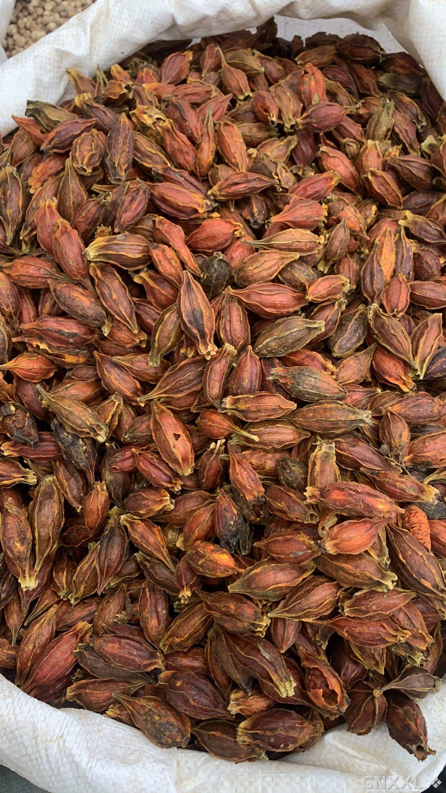 spice_26359_bb1071c6_2.jpg