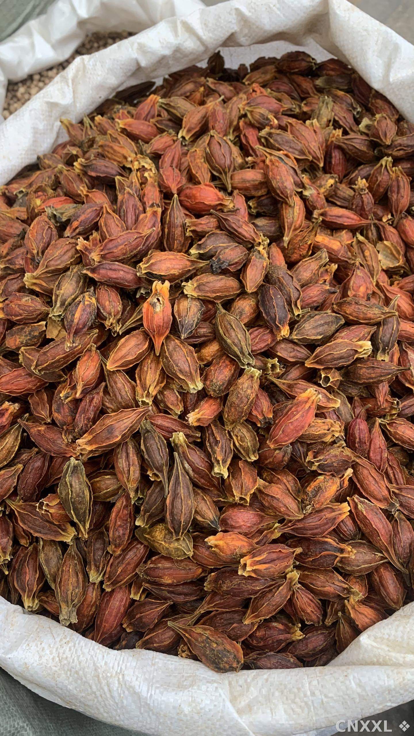 spice_26359_cef7c229_3.jpg