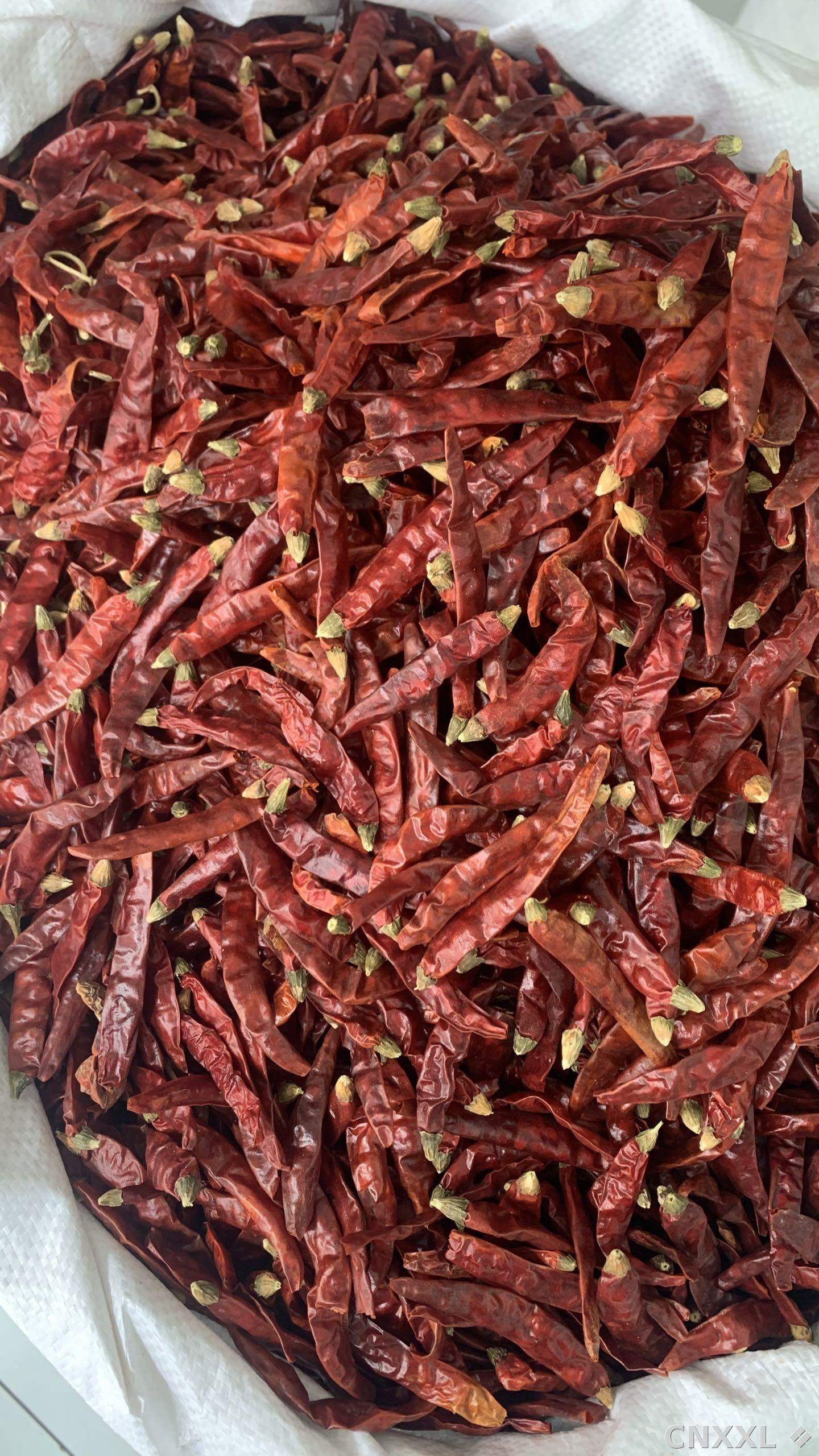 spice_26364_20ce4fe1_3.jpg