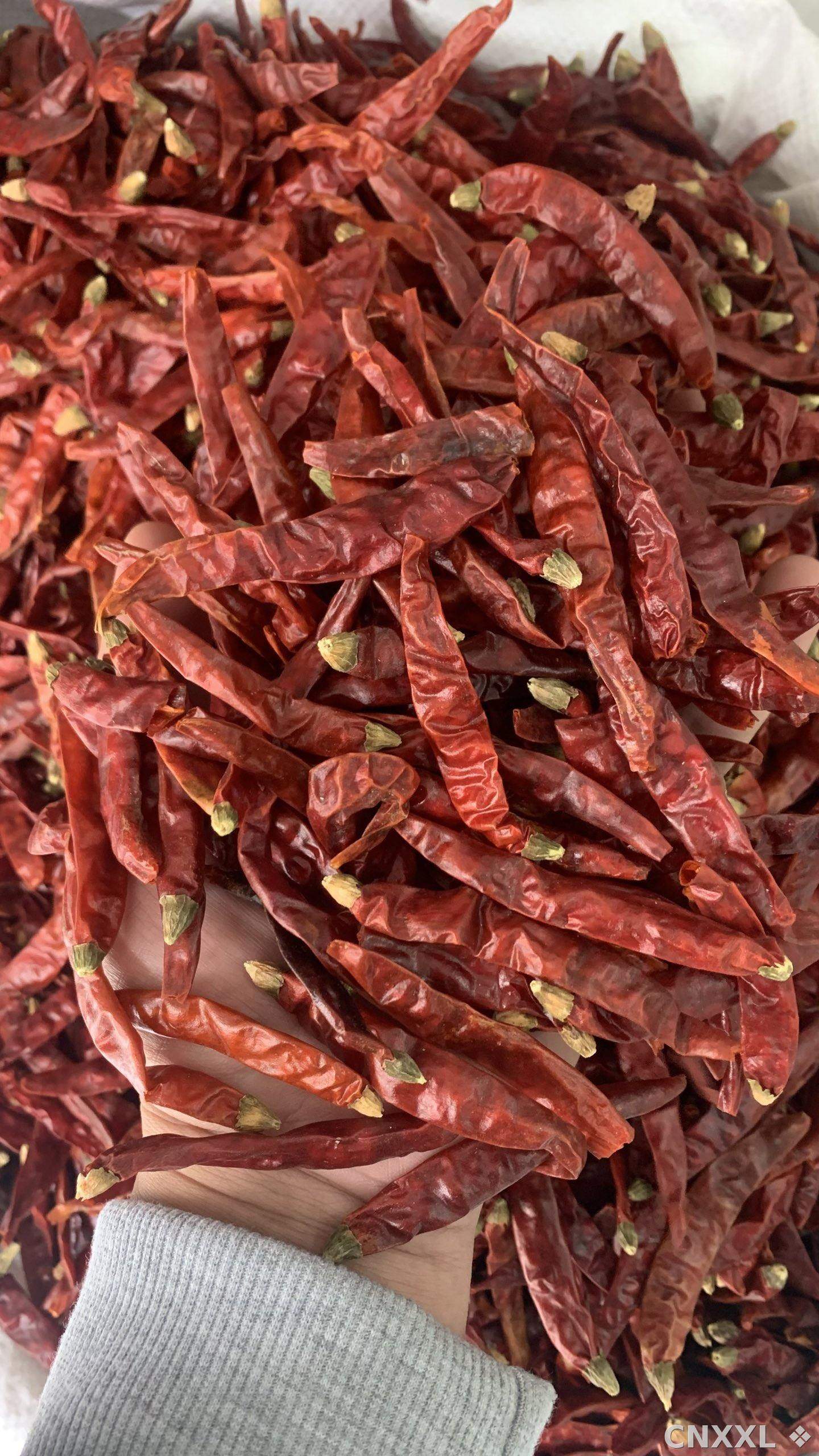 spice_26364_56feb6a7_2.jpg