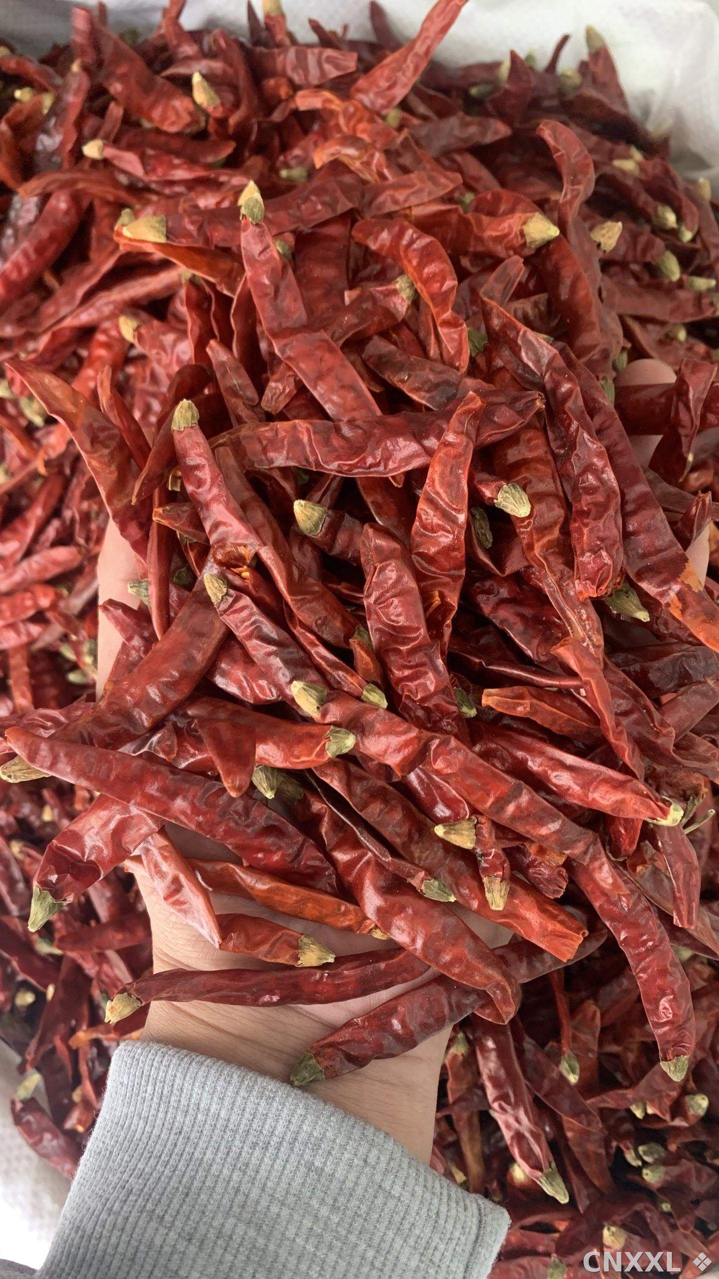 spice_26364_924bb759_1.jpg