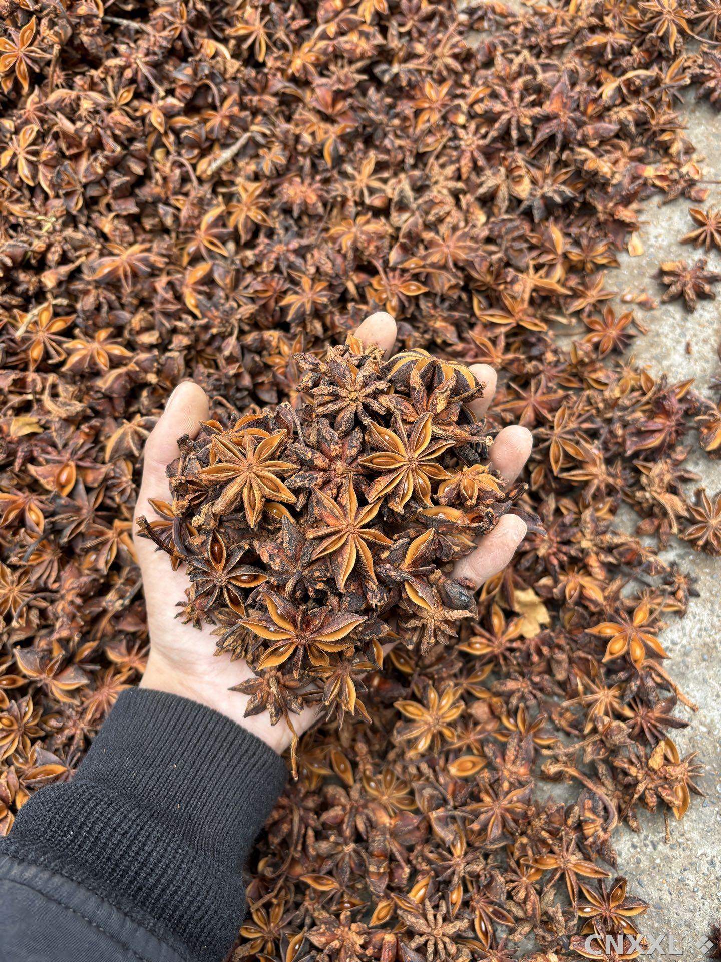 spice_26367_b8312ebf_1.jpg