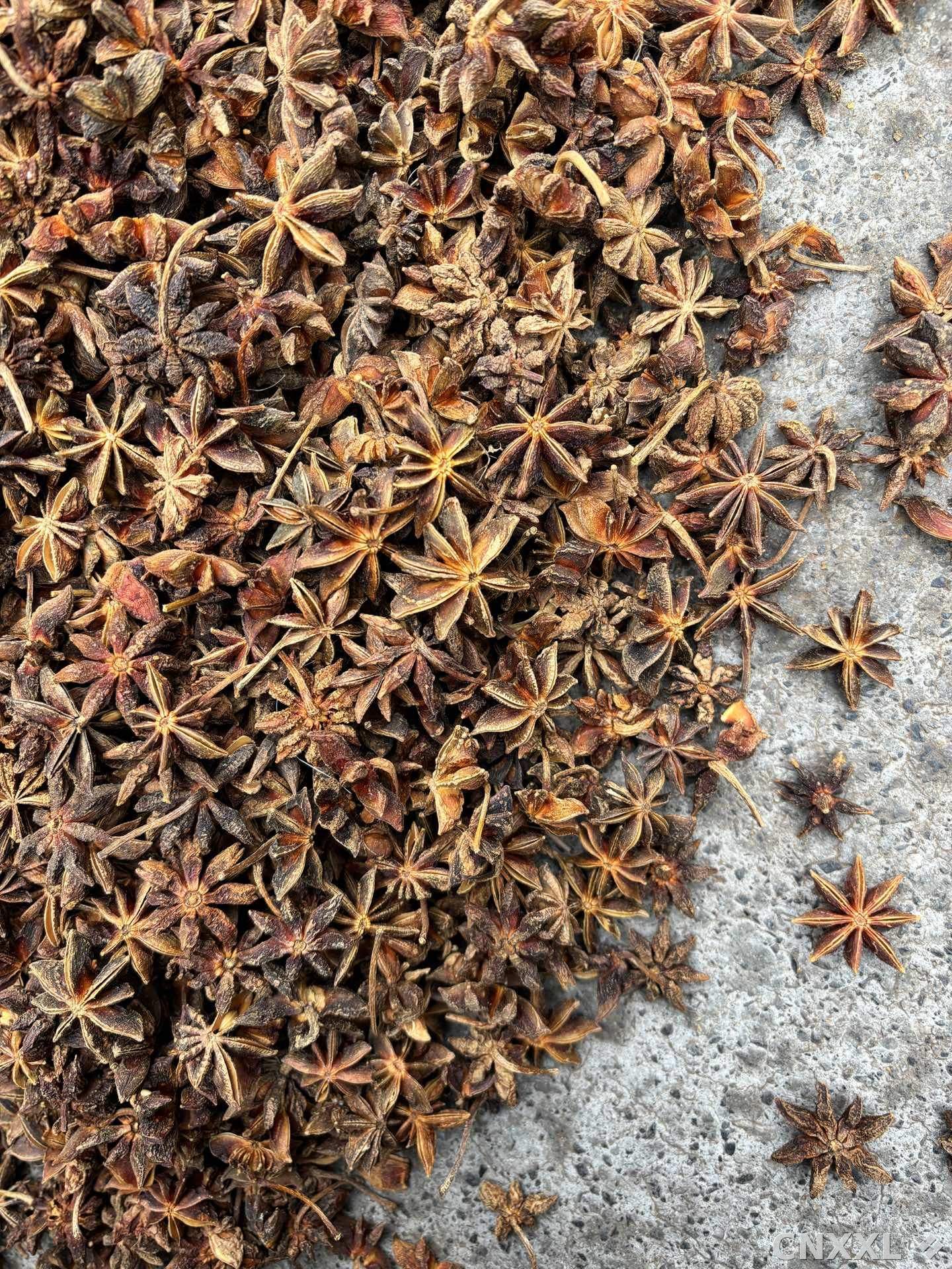 spice_26369_b9ca6acd_3.jpg