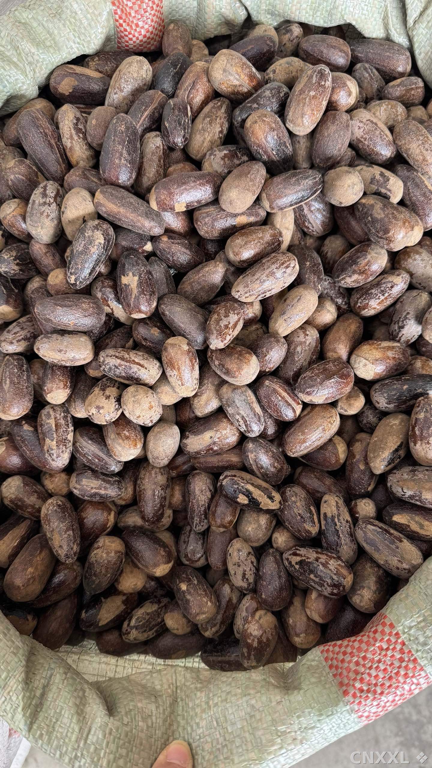 spice_26381_3fda6bc6_3.jpg