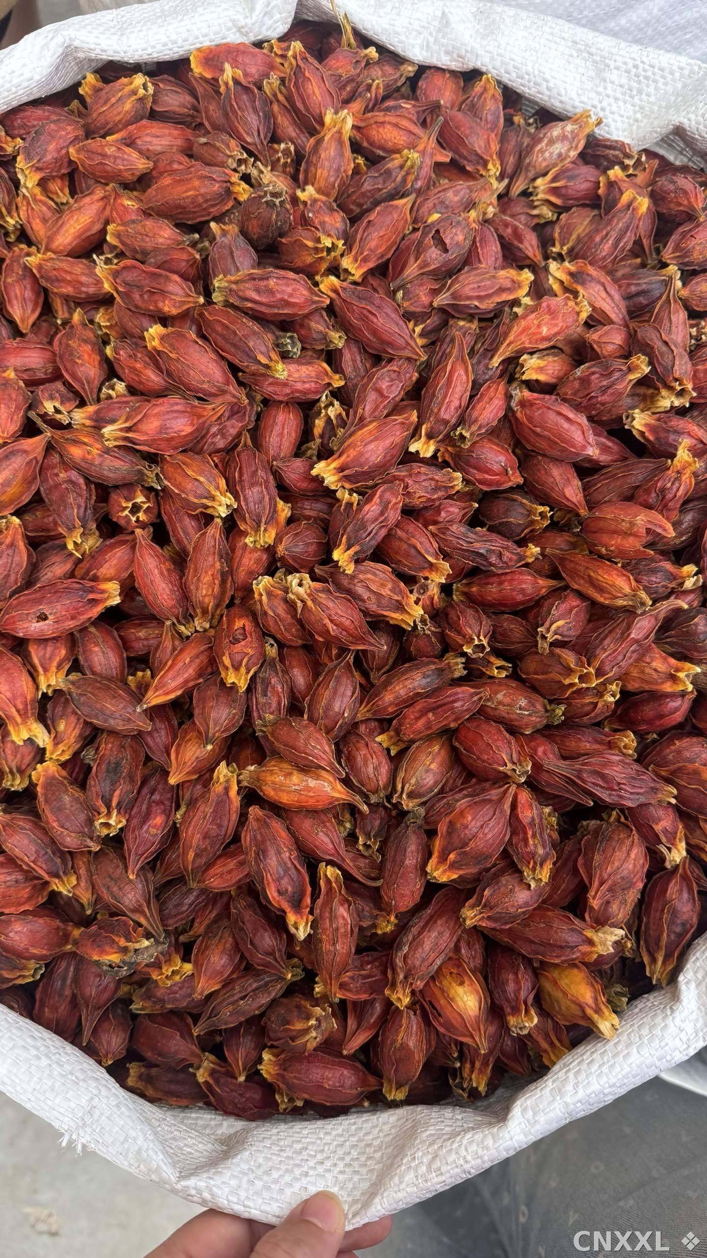 spice_26382_859c338b_3.jpg